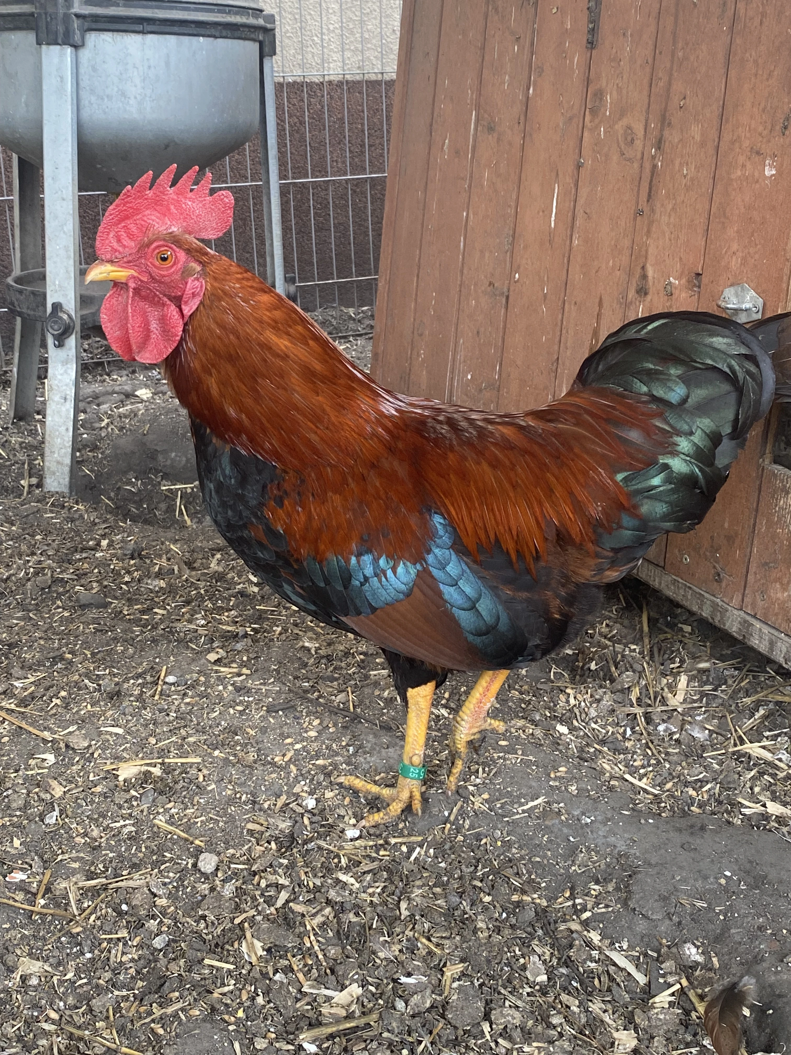 Kohout Velsumka zdrobnělá