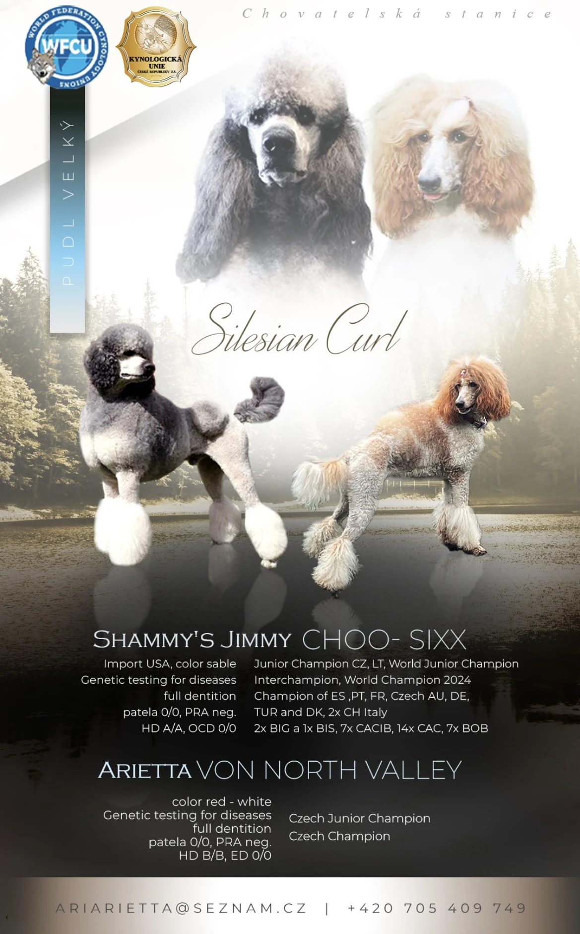 Pudl velký / královský štěňátka s PP