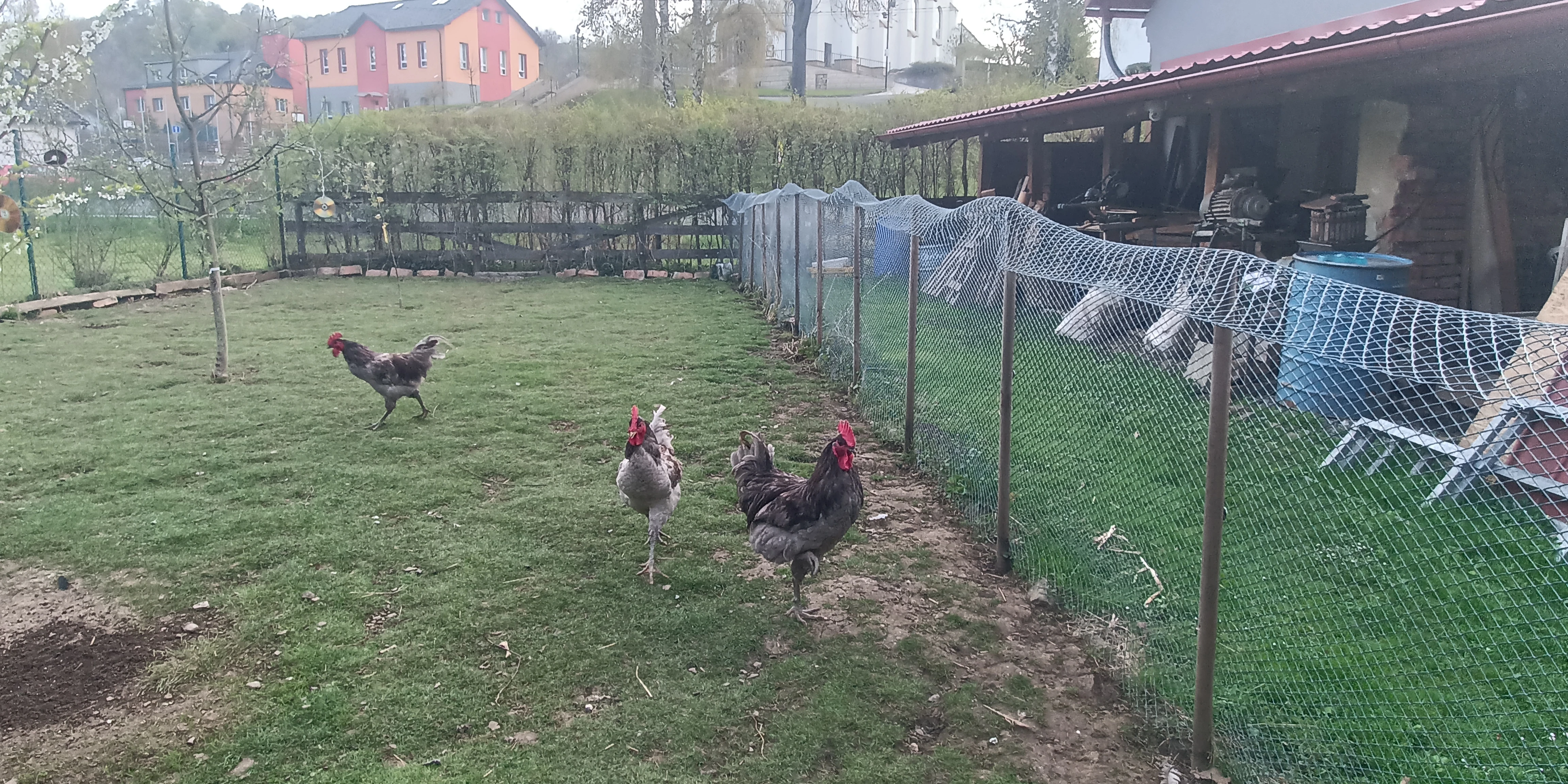 Kohout Žerzejsky obr