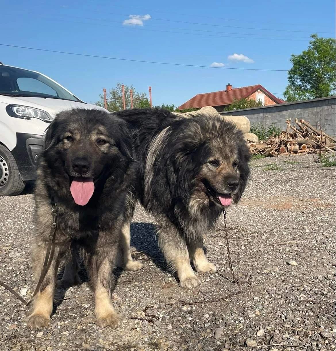 Prodám Čistokrevná štěňata Šarpalnincu