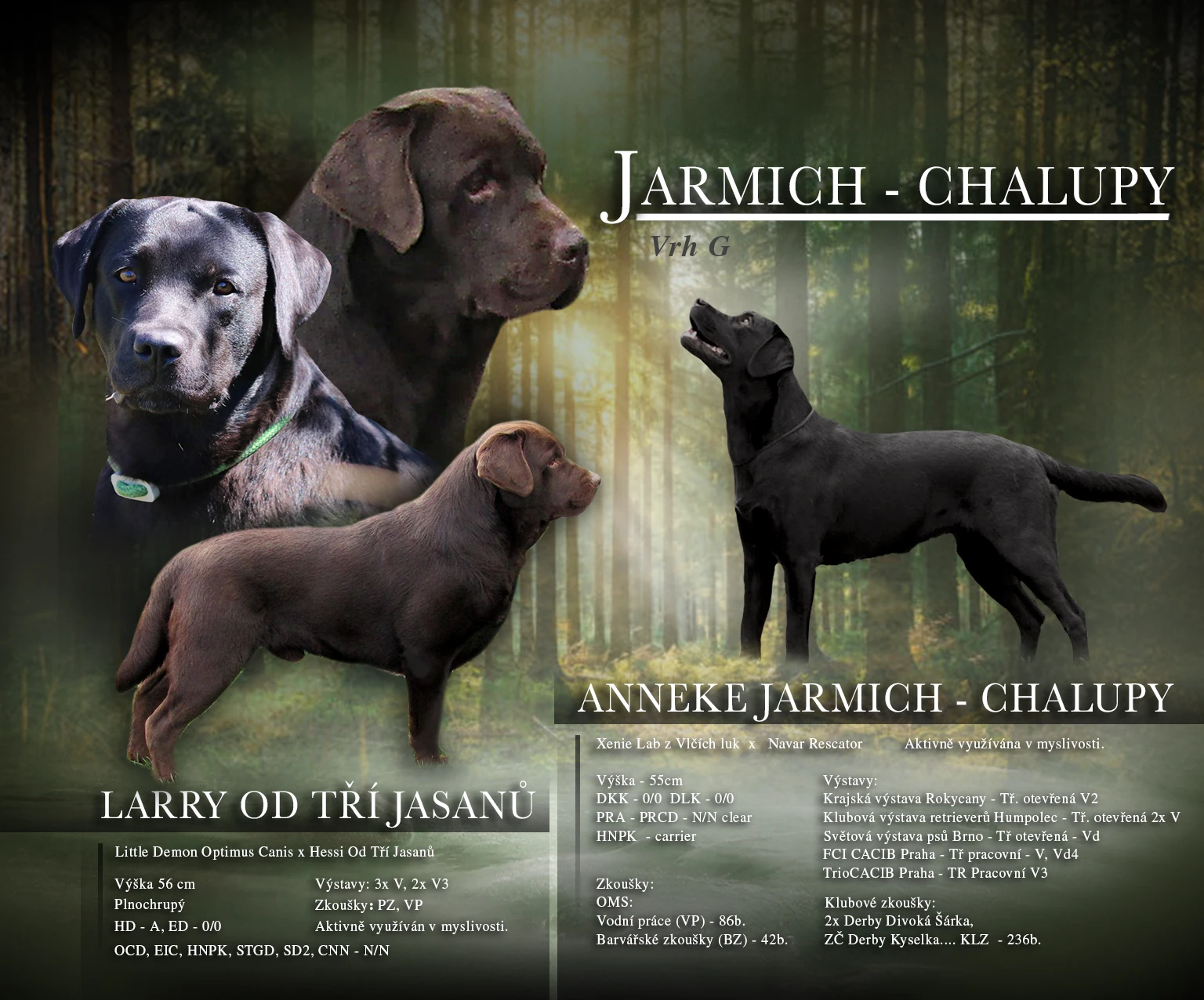 Labradorský retrívr štěňe s PP