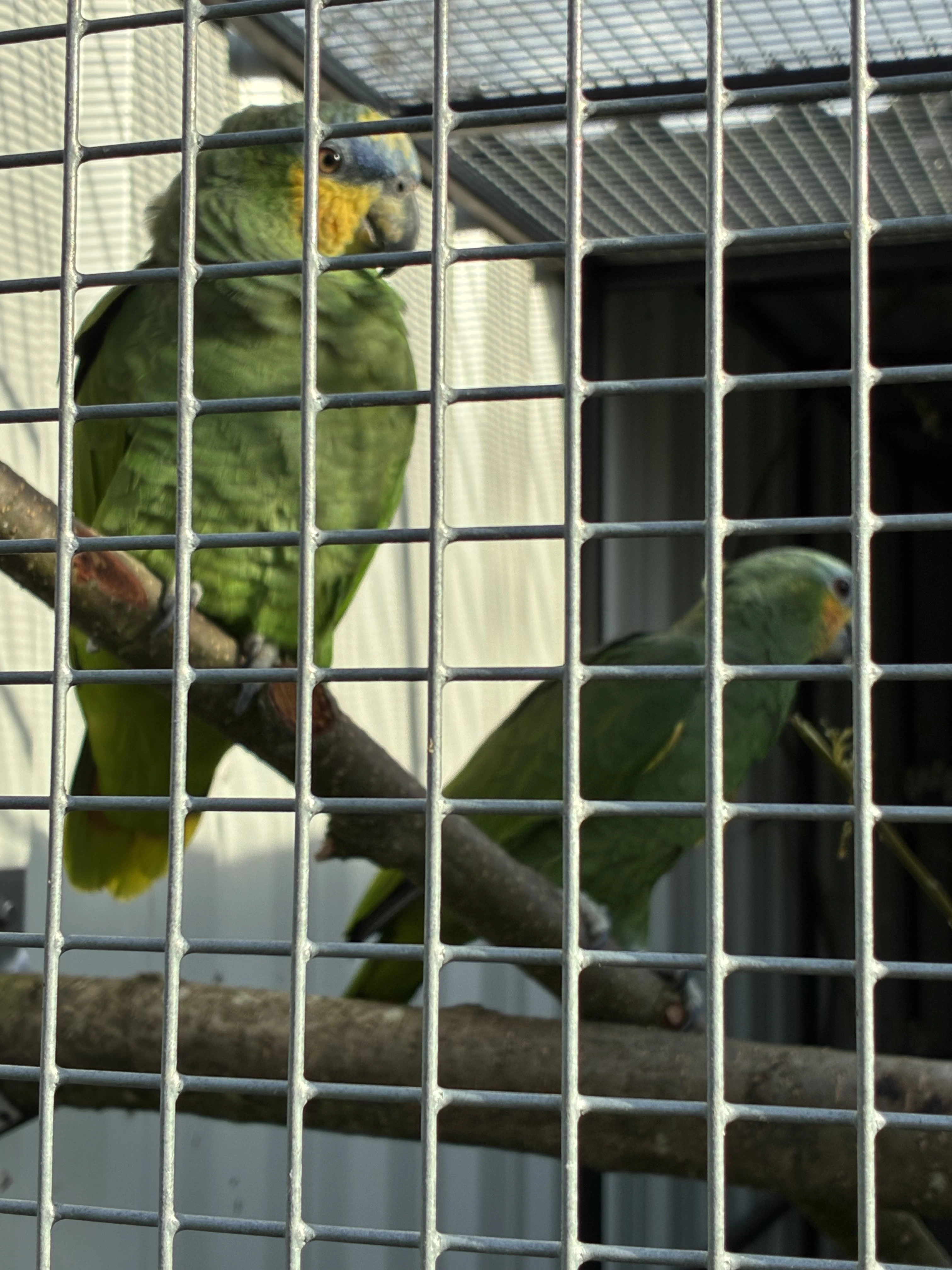 Amazoňan oranžovokřídlý 1,1