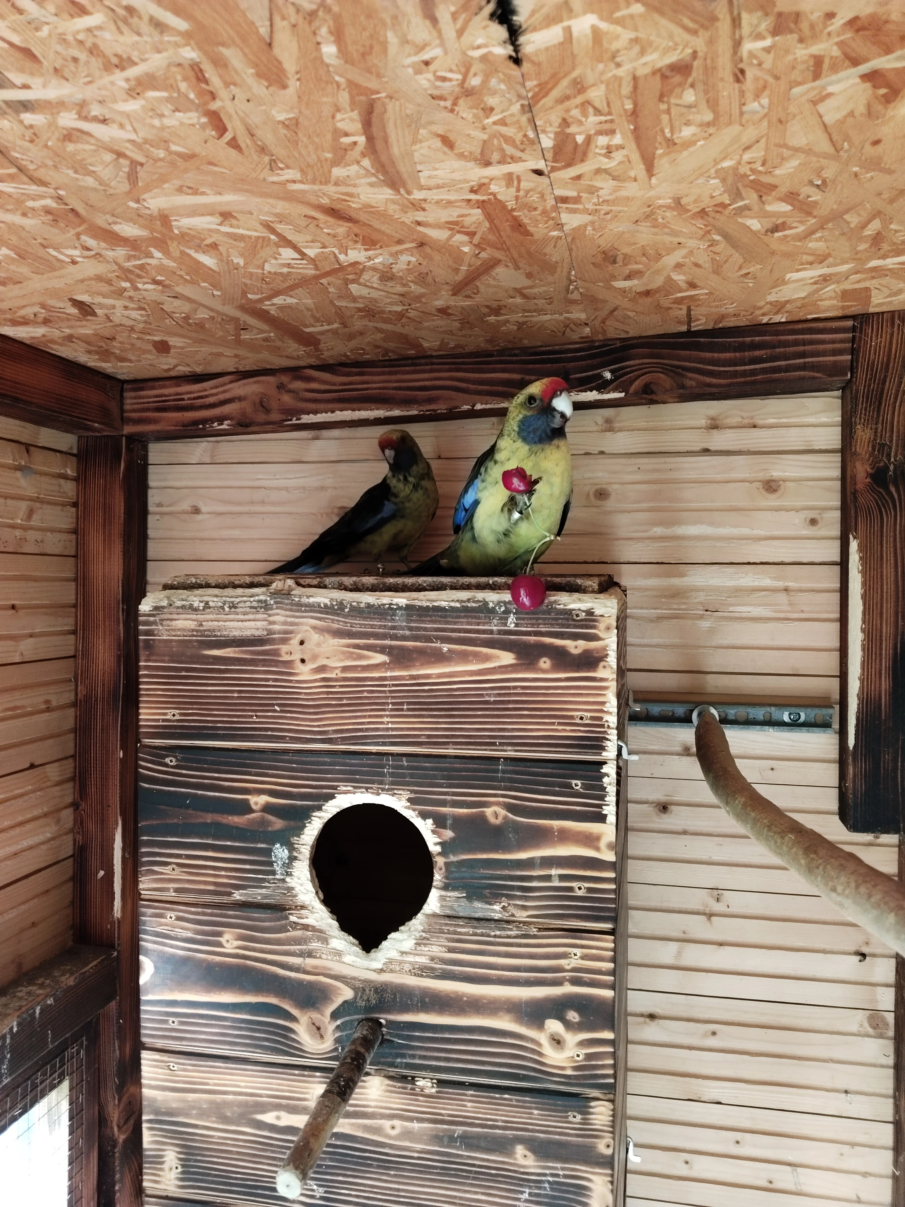 Rozela žlutobřichá