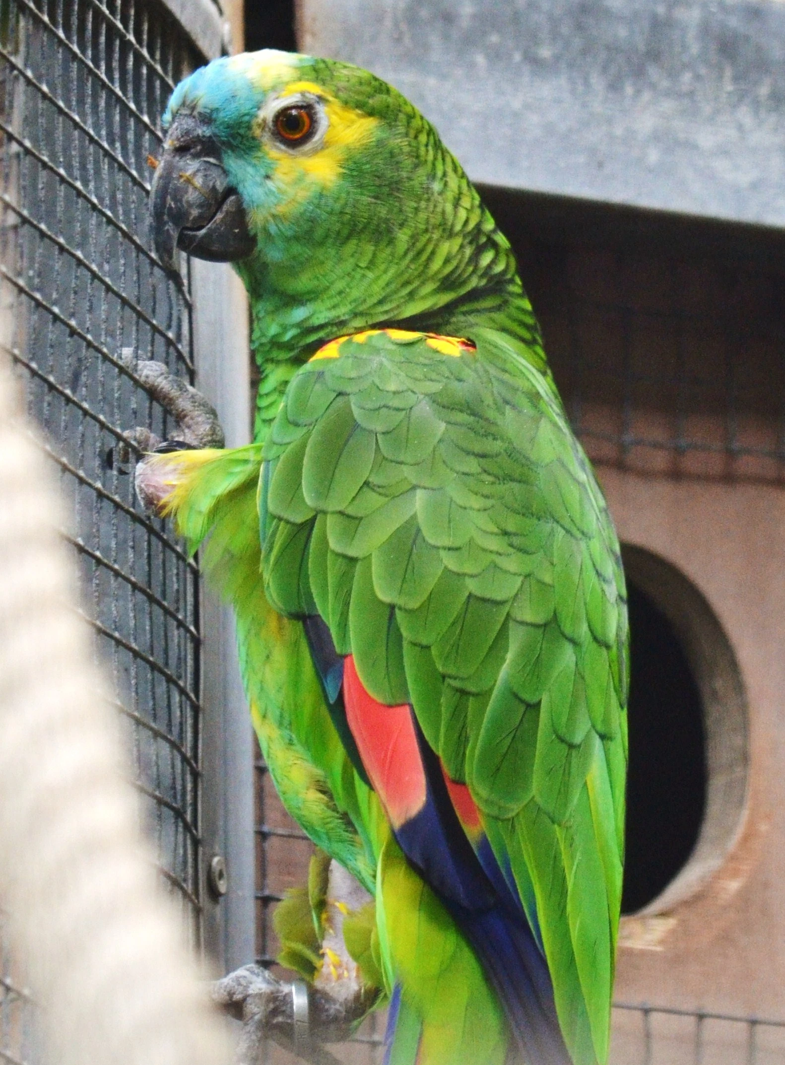 Ručně dokrmené mládě