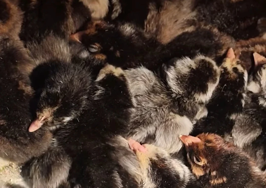 Čerstvě vylíhlá kuřátka. Wyadontky a mix.