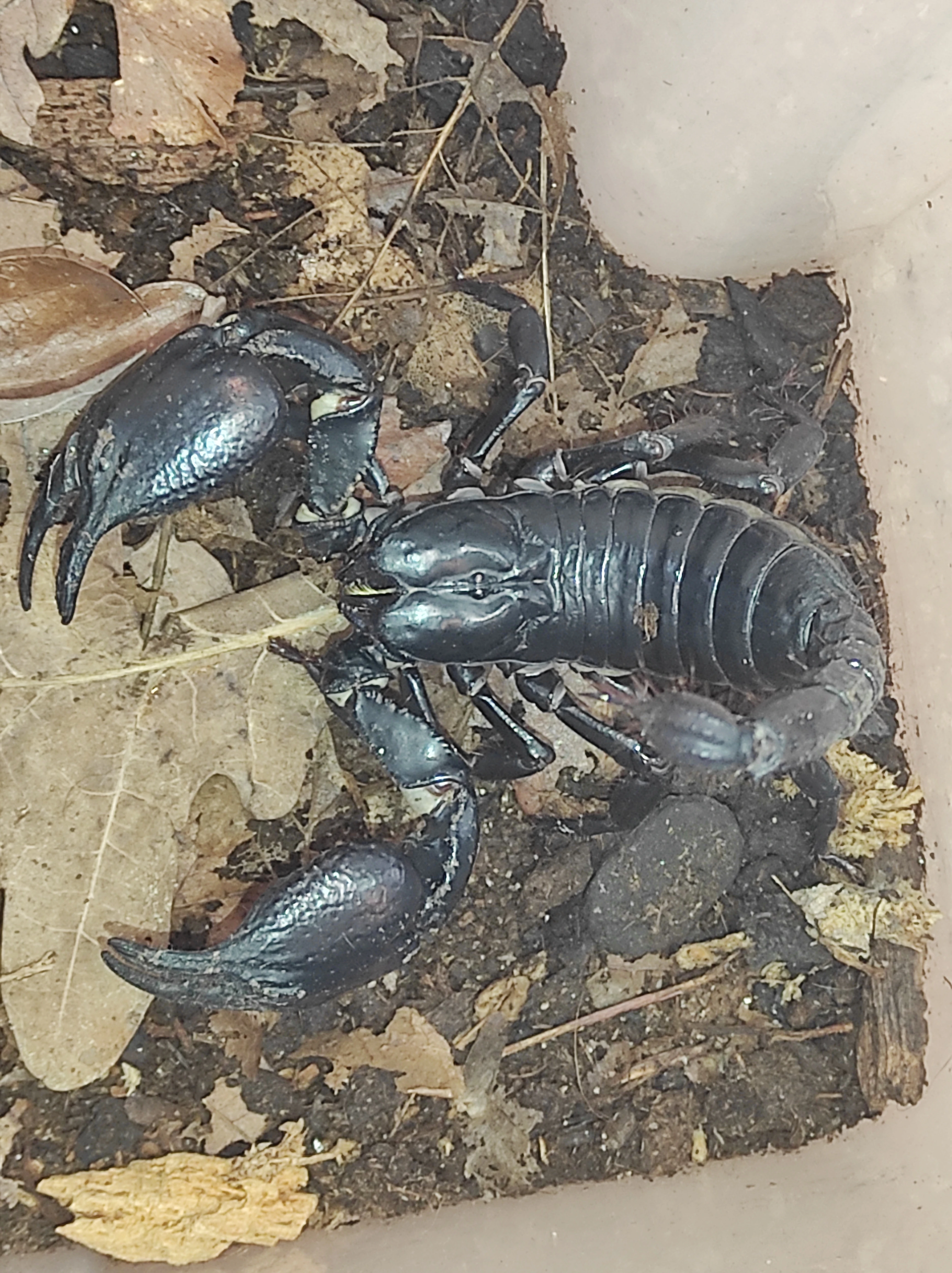 Přebytky pavoukovců