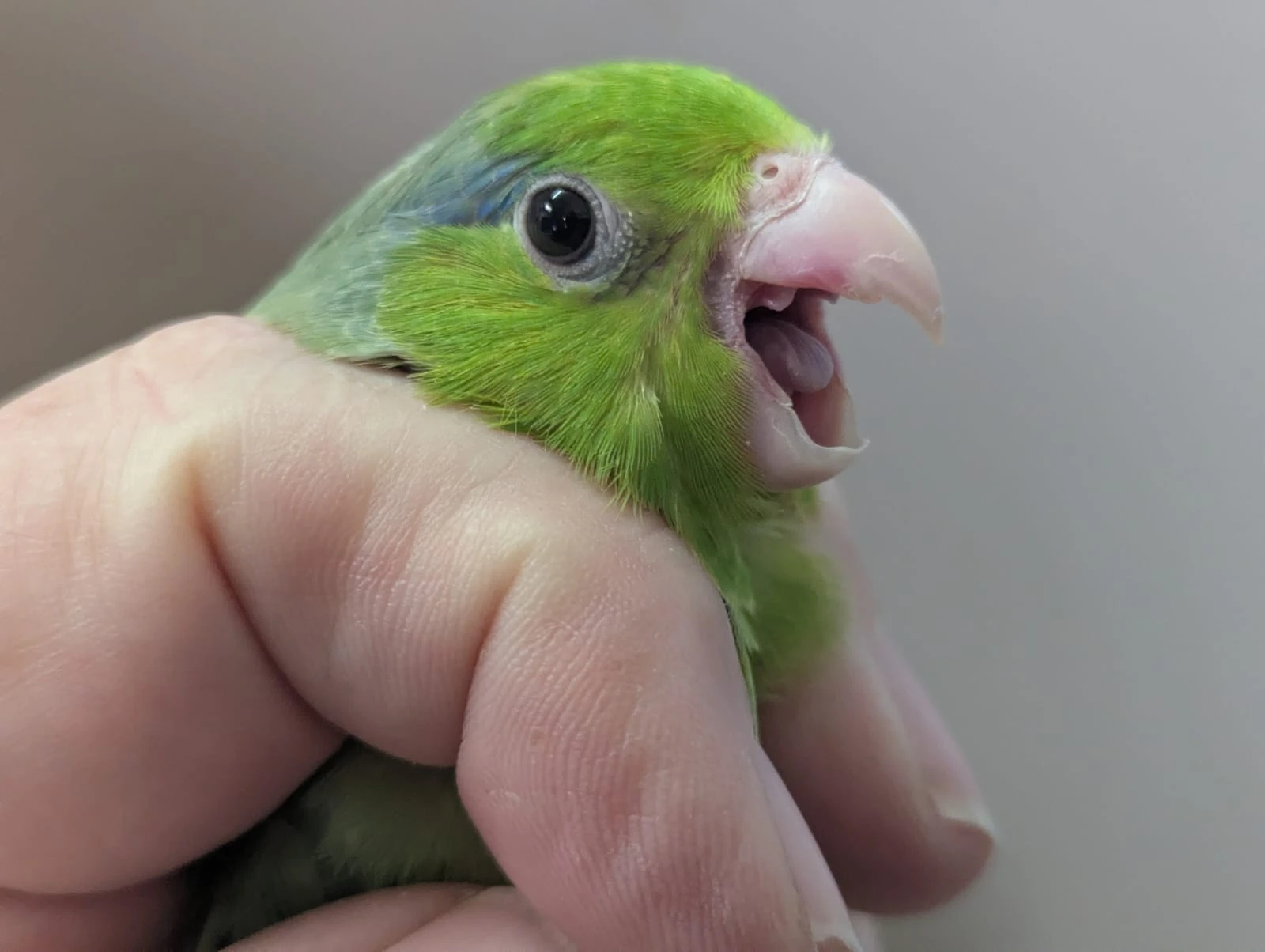 Dva samci papoušíčka šedokřídlého na chov i ochočení