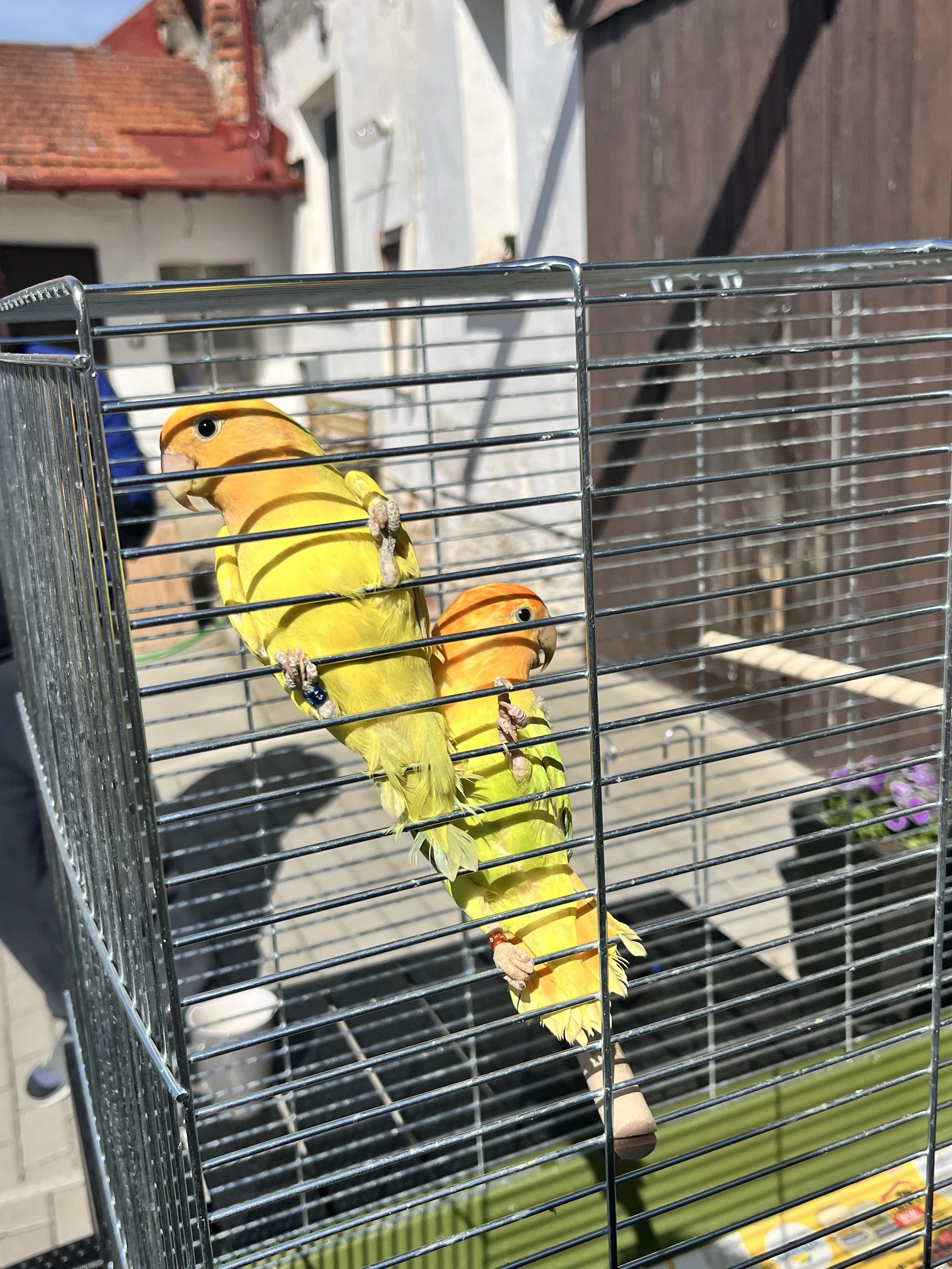 Agapornis růžohrdlý 2025