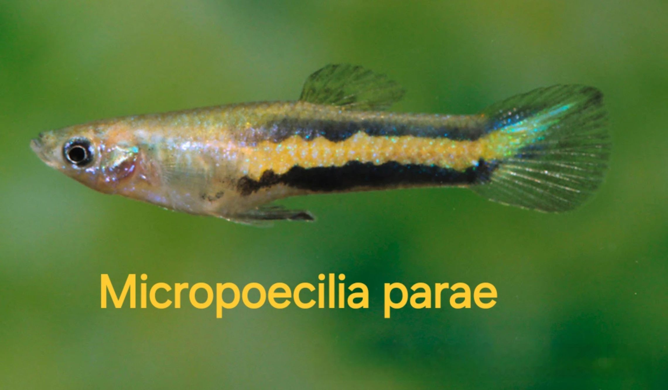 Micropoecilia parae  Melanzona Yellow