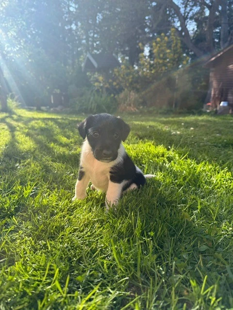Exkluzivní štěňata hladkosrstého foxteriéra s PP