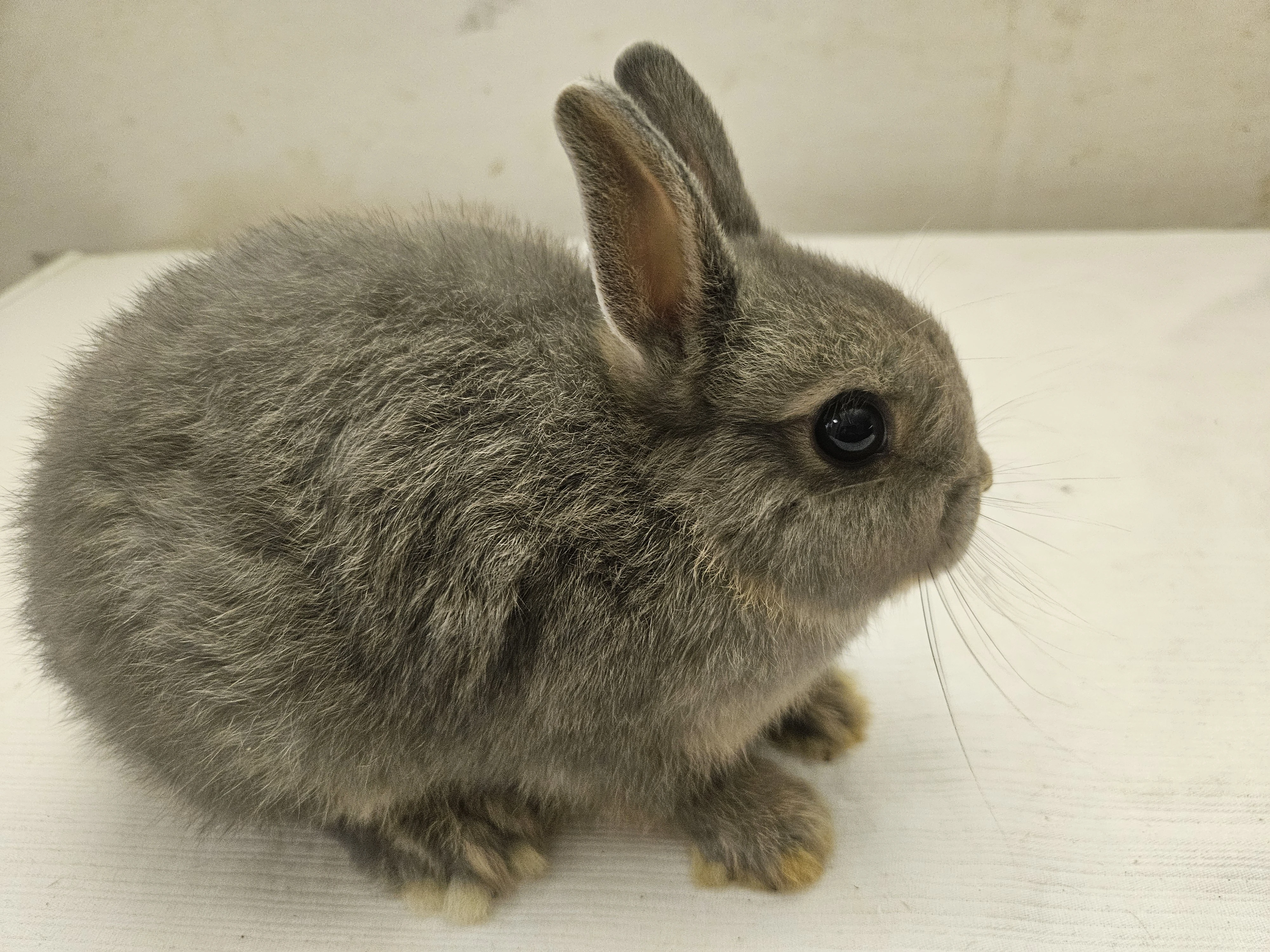 Zakrslý králíček samička