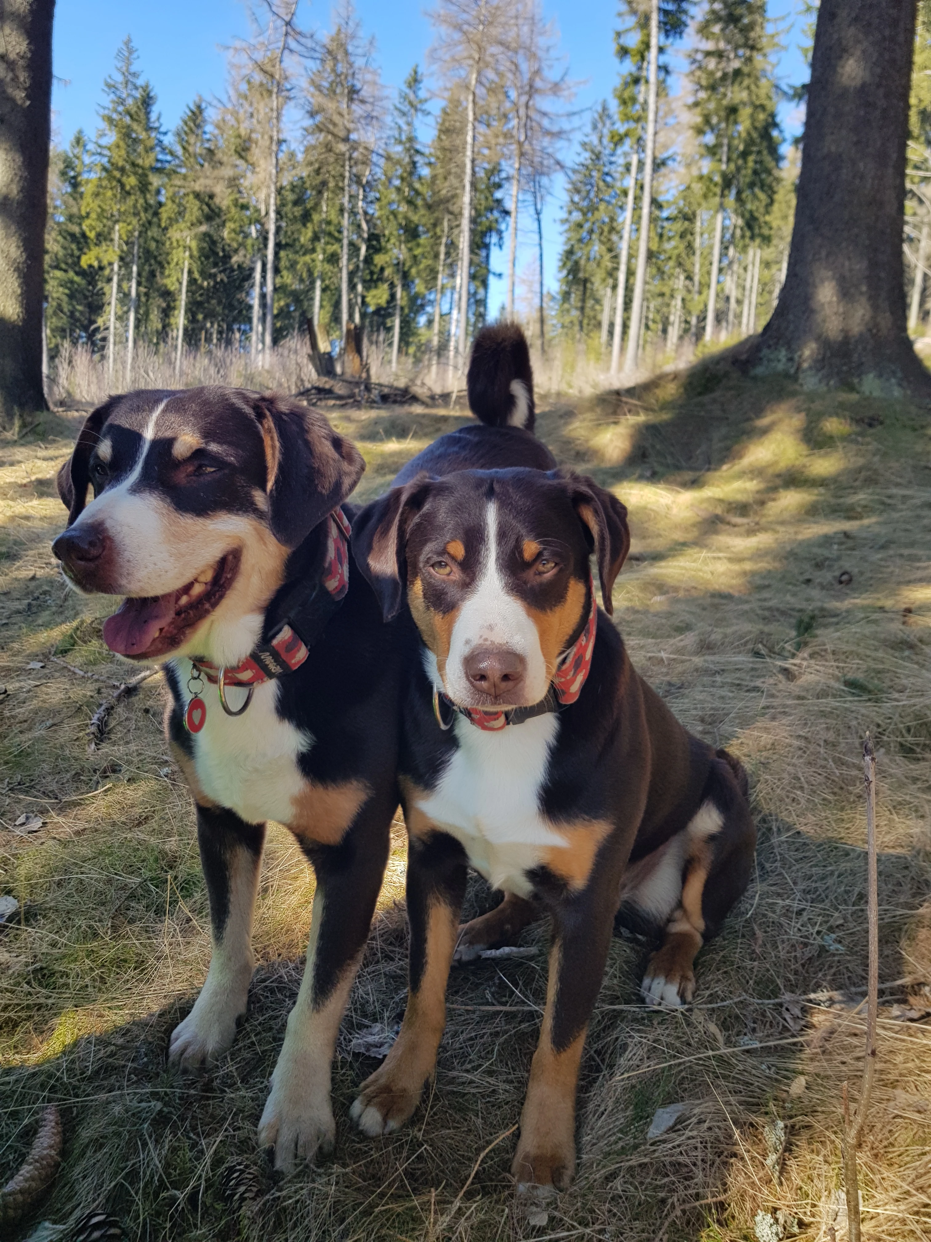 Appenzellský salašnický pes - štěňata s PP FCI