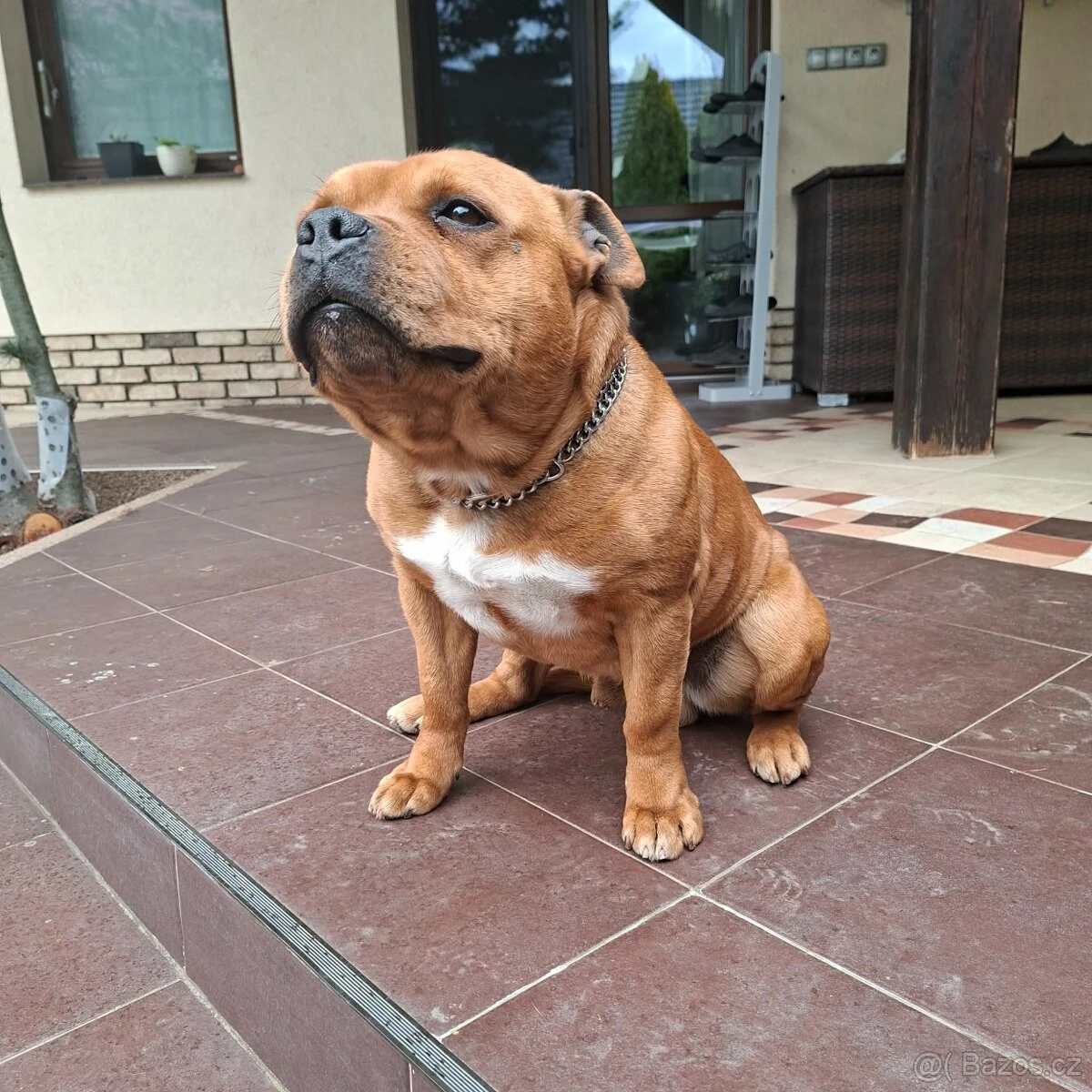 Stafordširský bulteriér