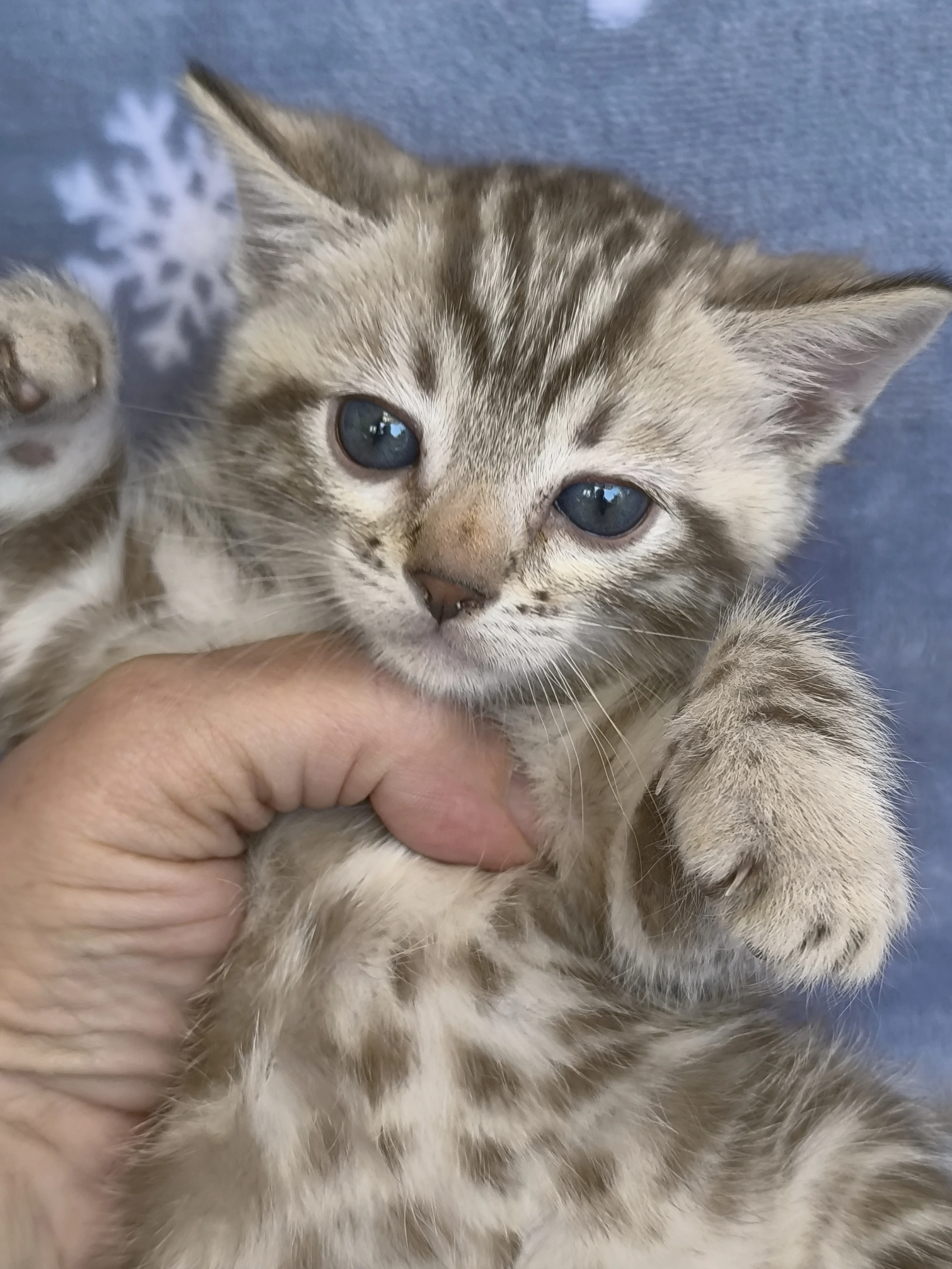 Bengálská kočička s PP