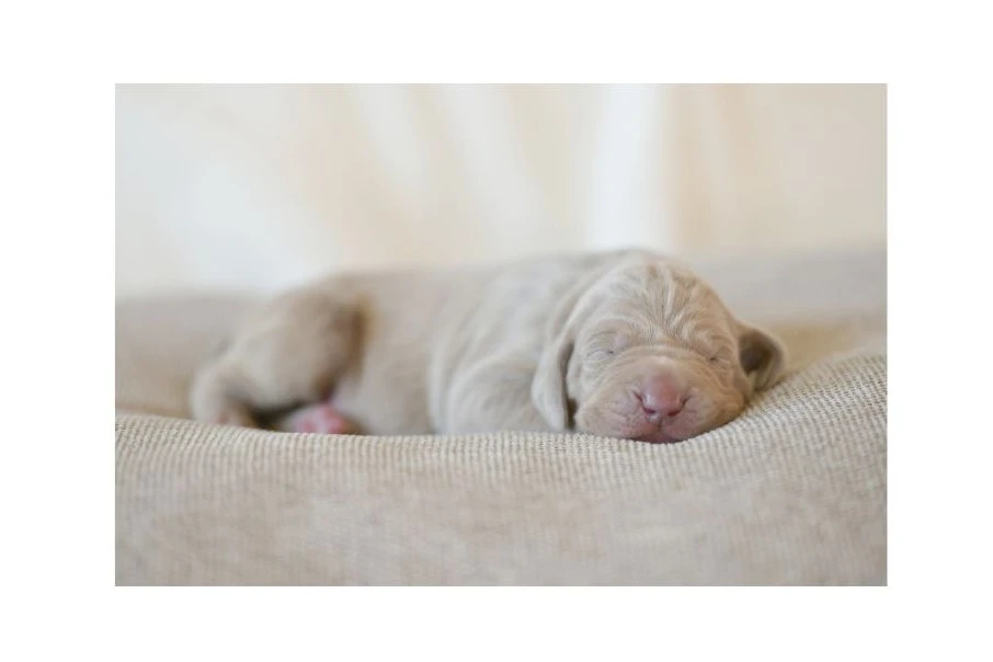 Výmarský ohař - štěně s PP