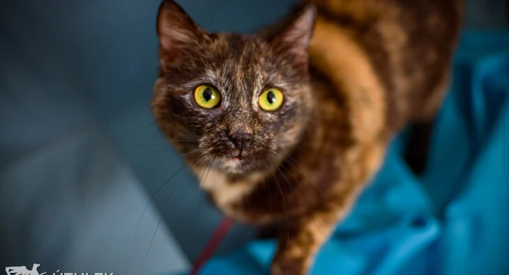 Kendall - kočičí hraběnka