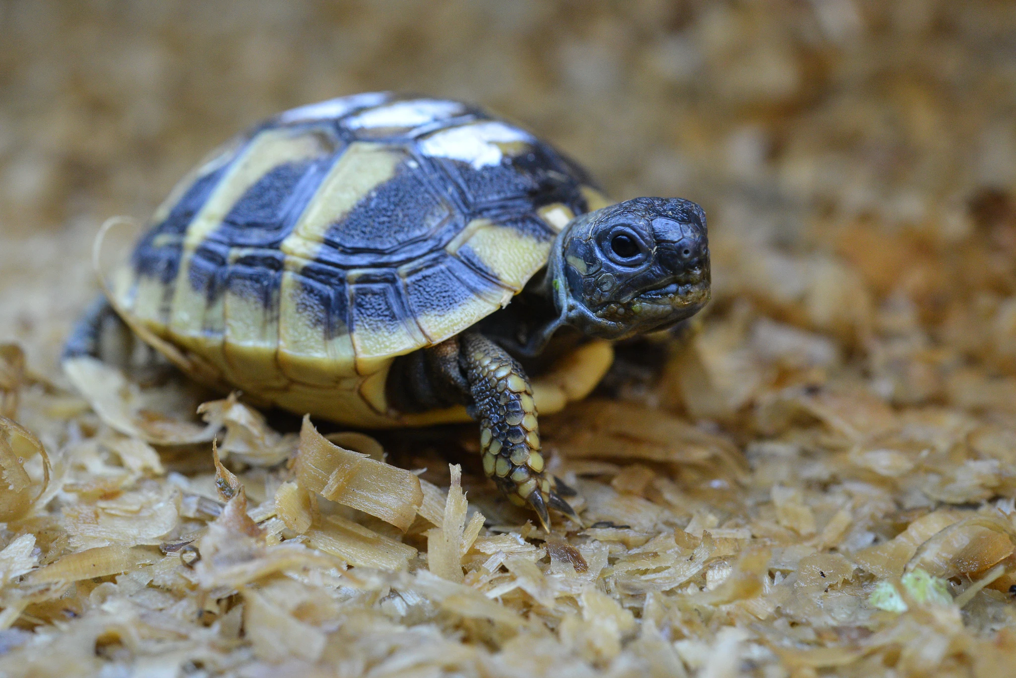 Želvy líhnuté v roce 2025  2022