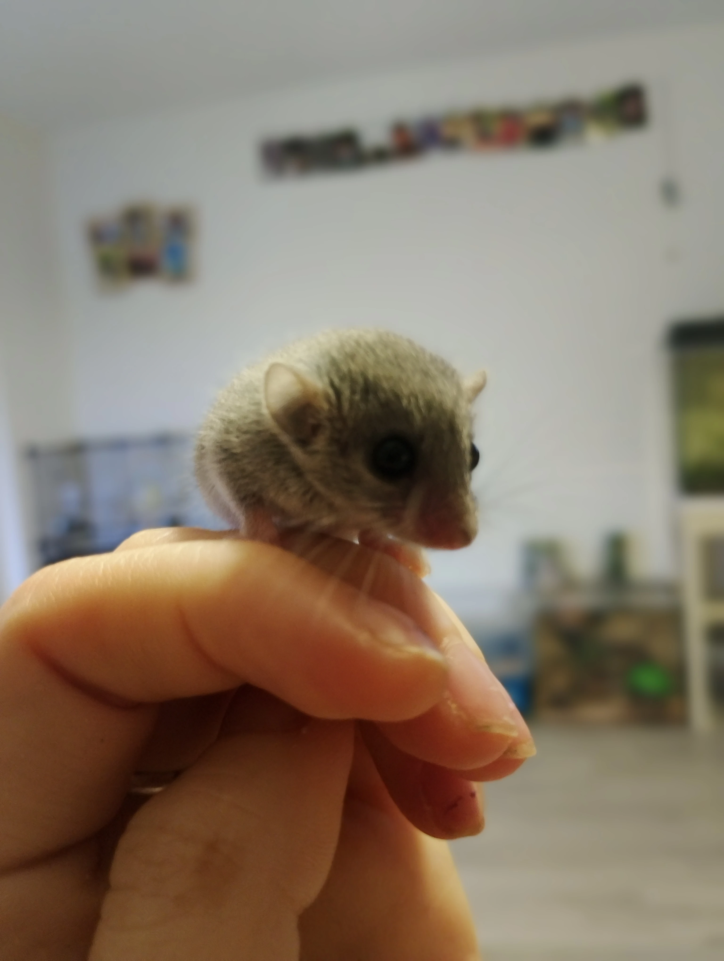 Prodám plšíky africký