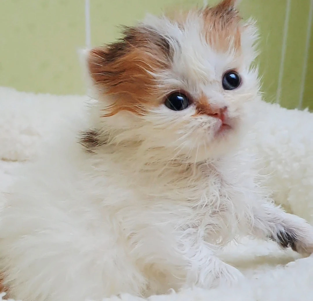 Britská dlouhosrstá kočička Lenička s PP- odběr 7/2026