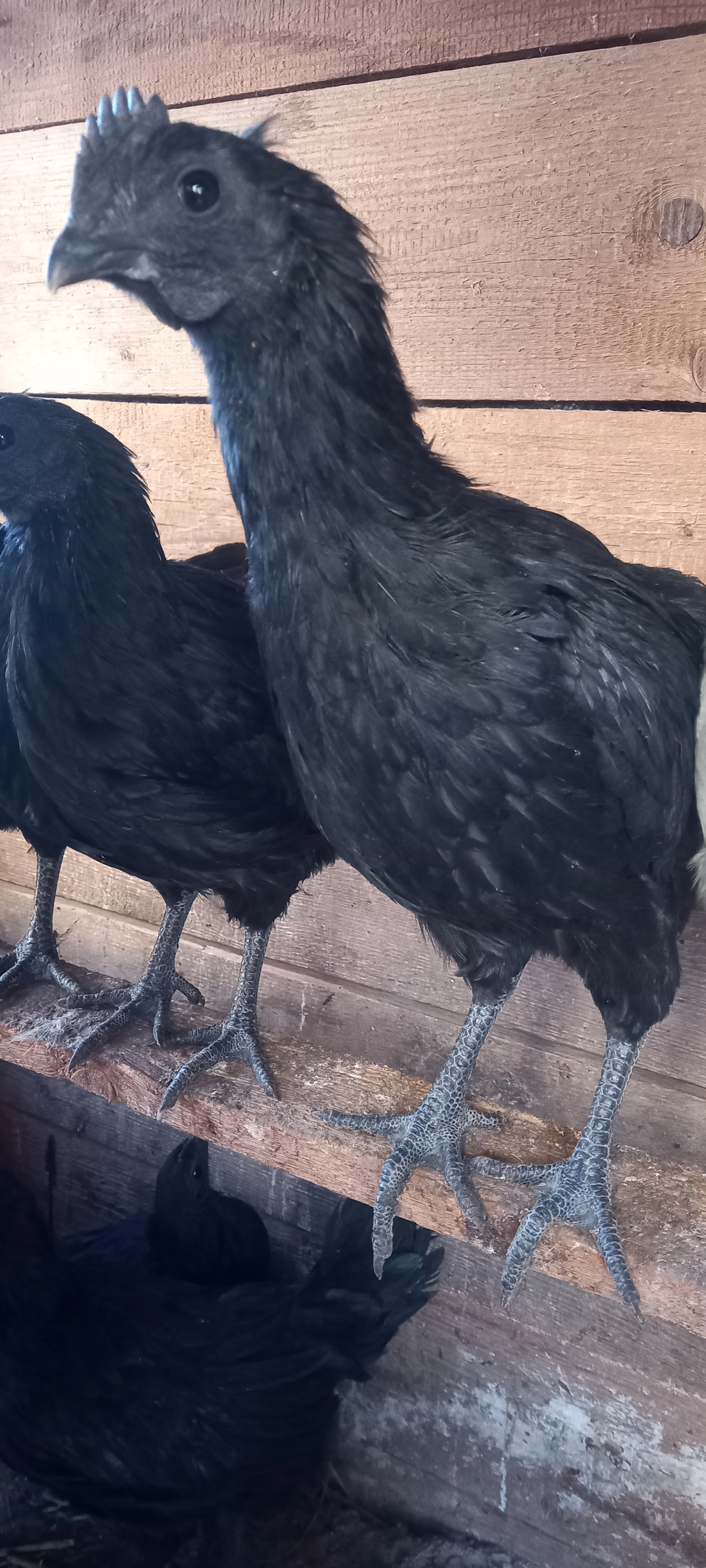 Kohout Ayam cemanii -