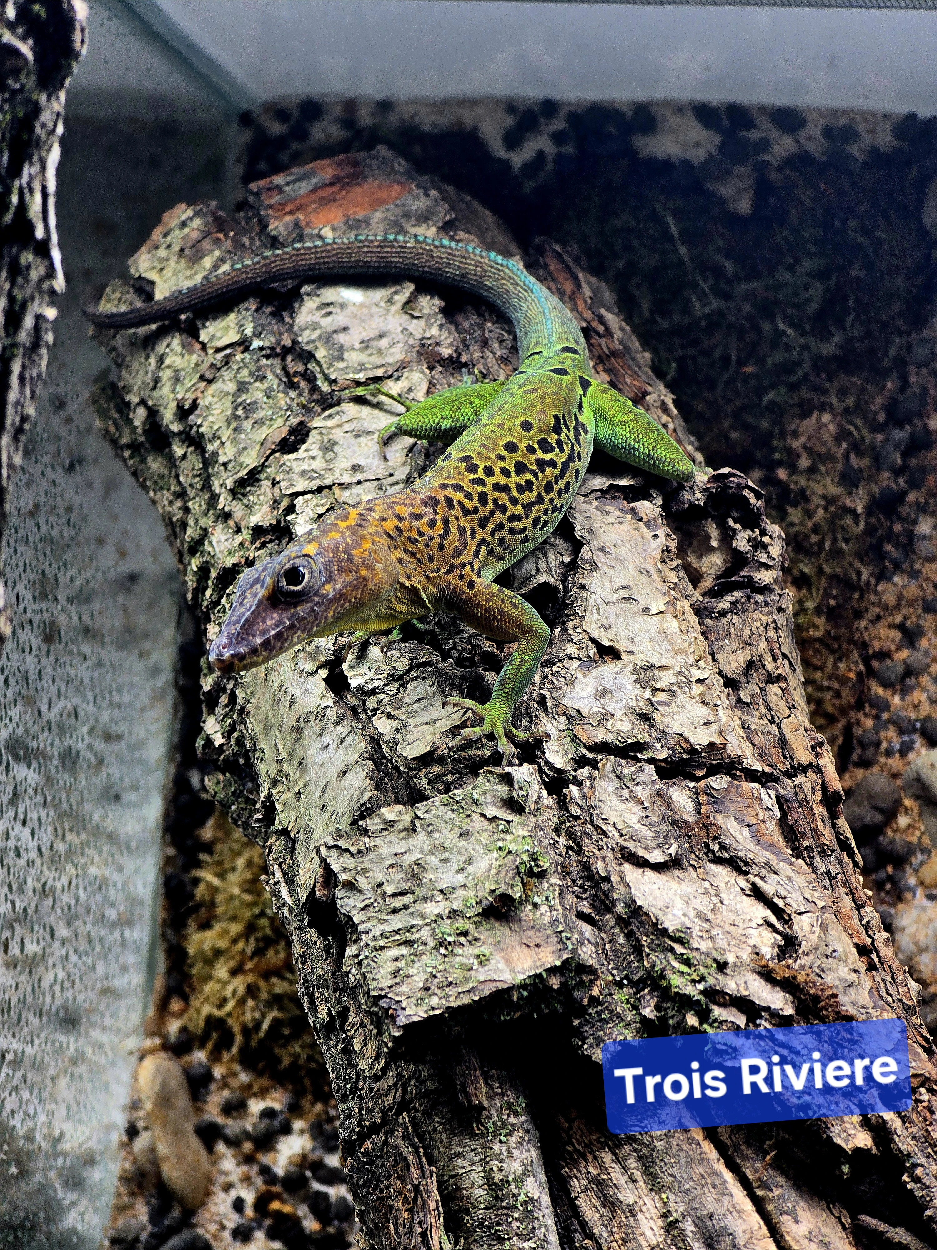 Anolis odchovy