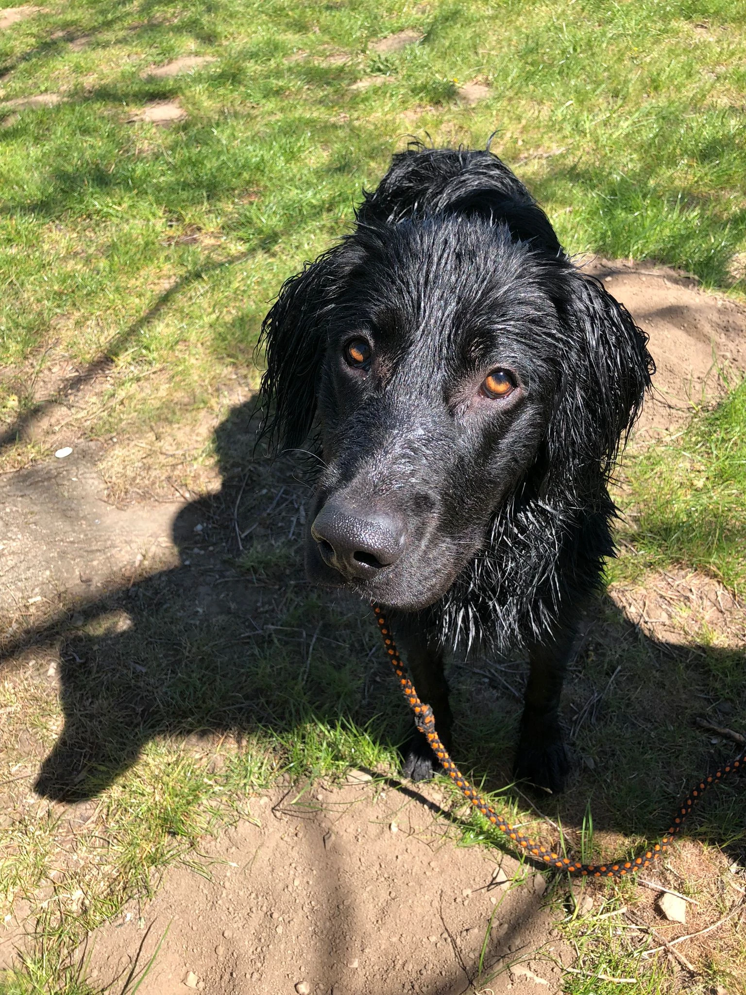Daruji 8 měsíční štěně křížence labradora.