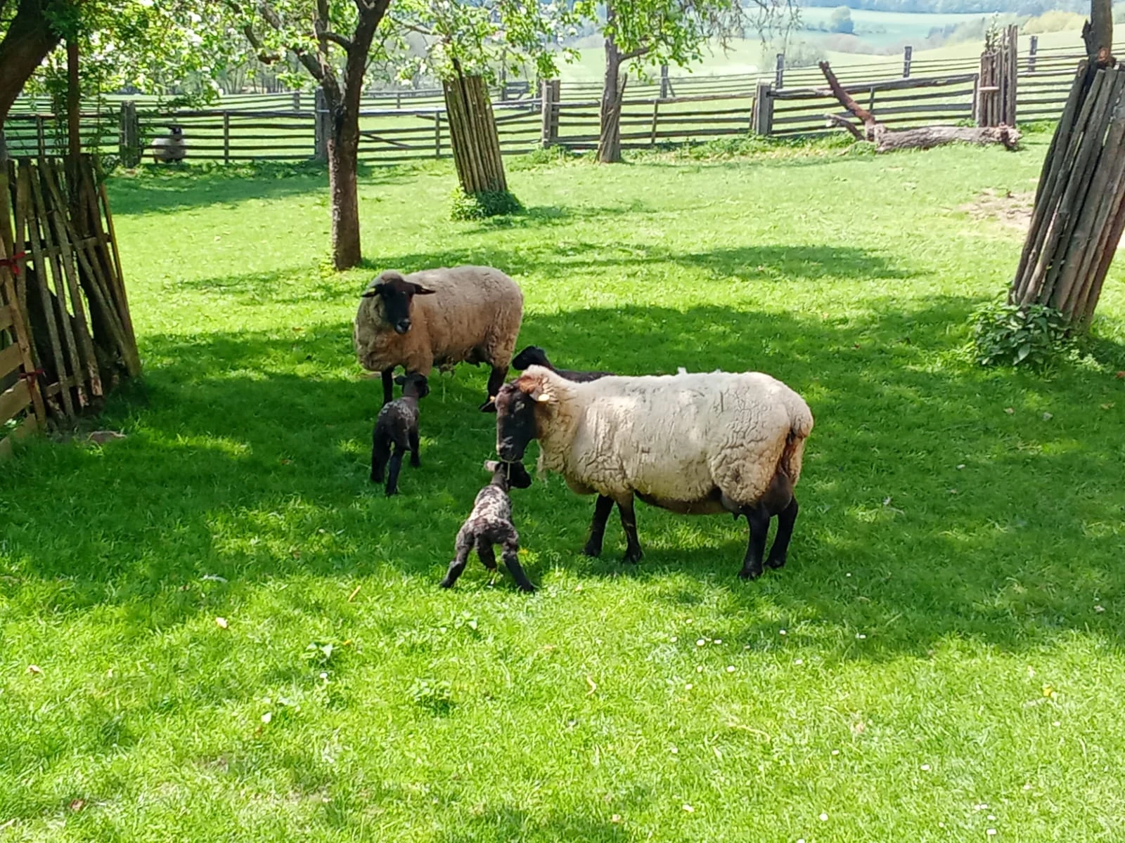 Prodám starší ovce suffolk s jehňaty