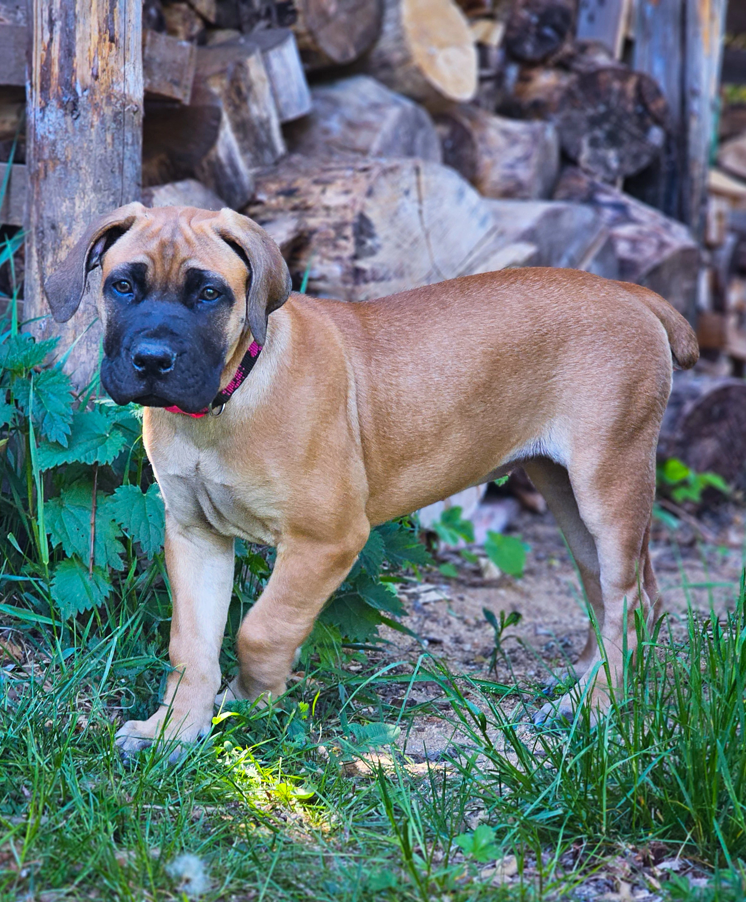 Boerboel  FCI PP 2 poslední holčičky