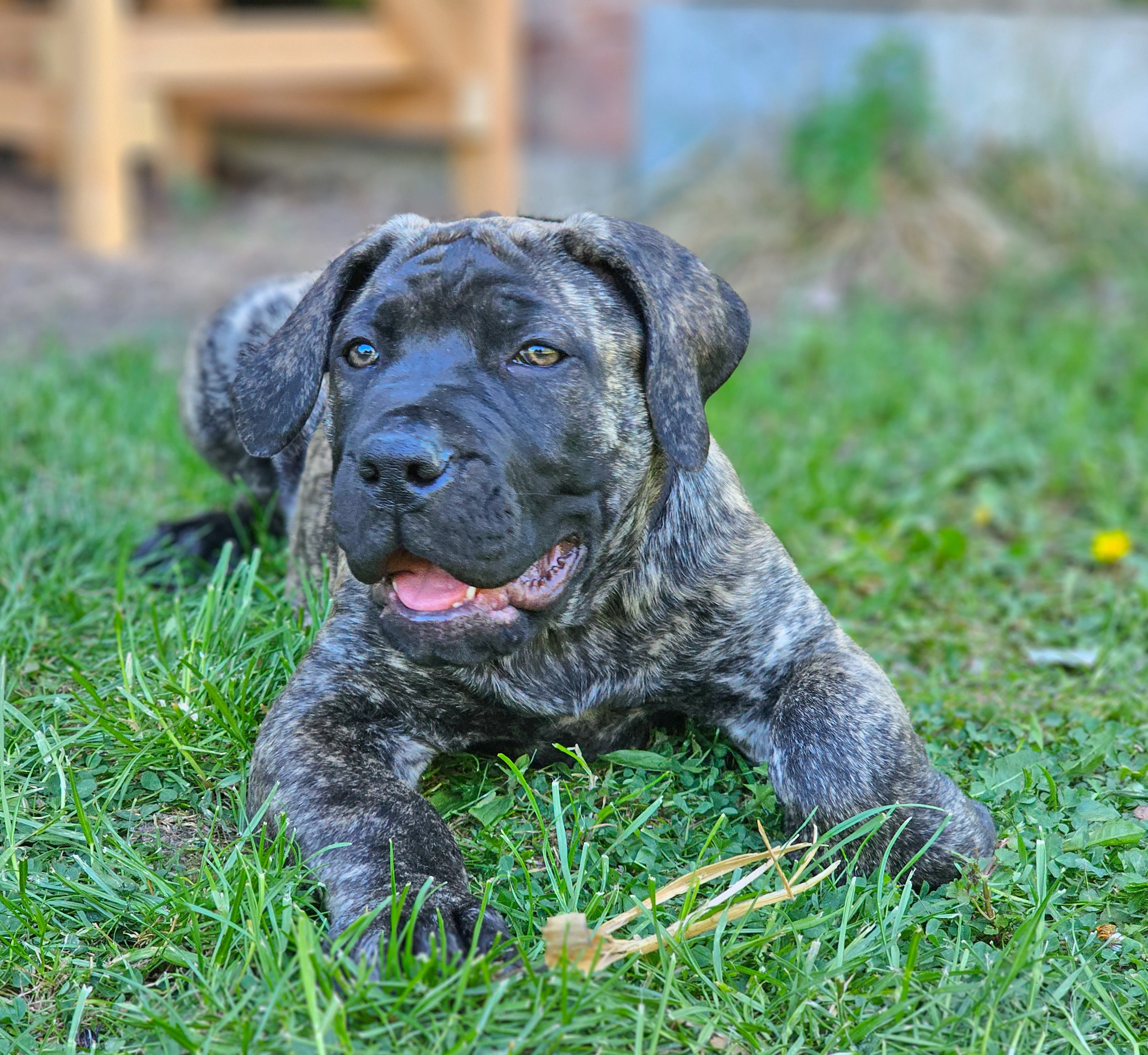 Boerboel  FCI PP 2 poslední holčičky