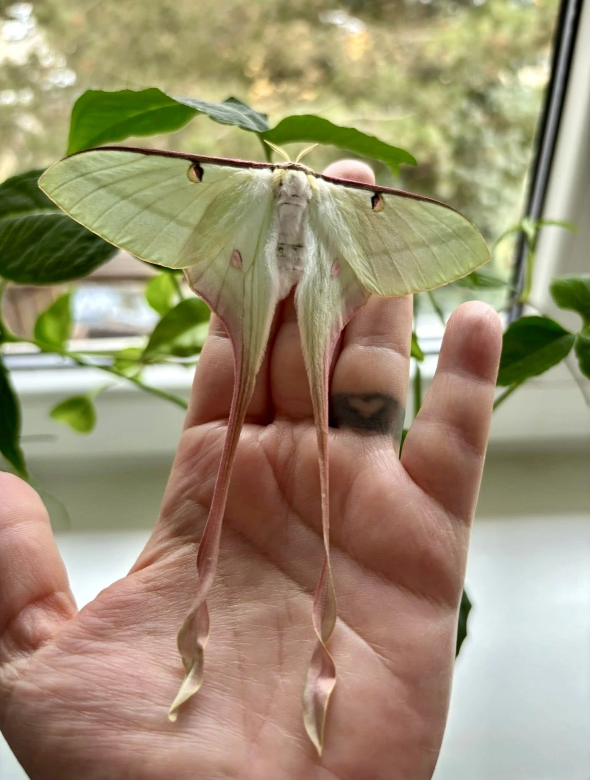 Actias dubernardi - housenky