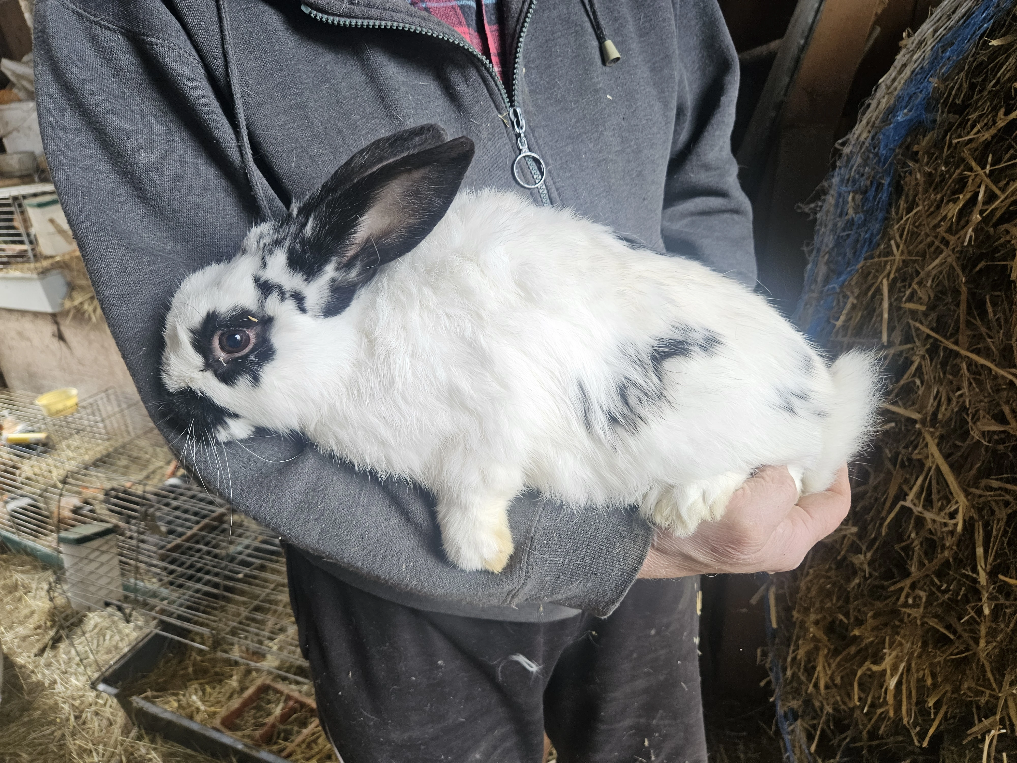 Králík