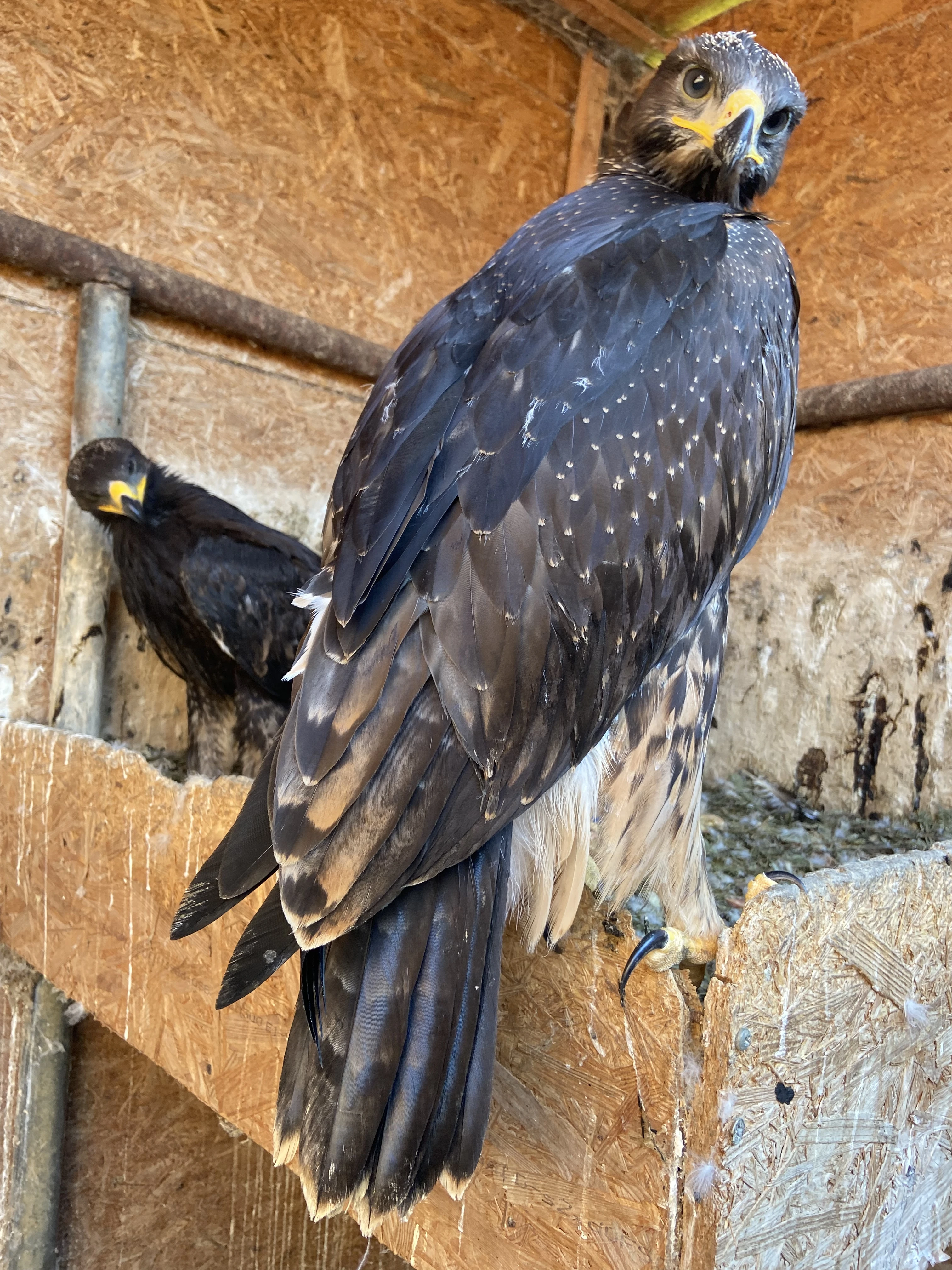 Kříženec Aquila chrysaetos X Aquila nipalensis