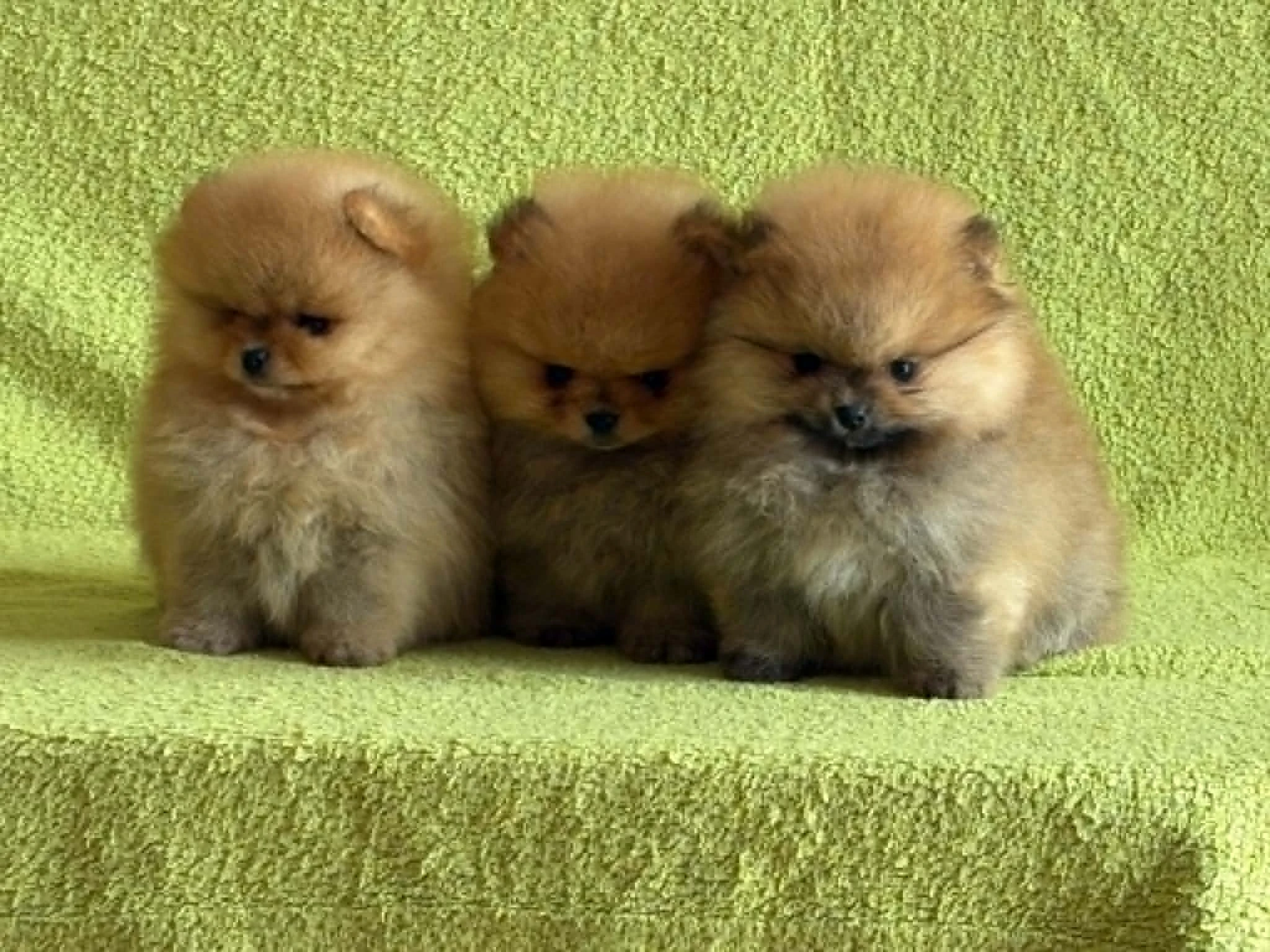 POmeranian