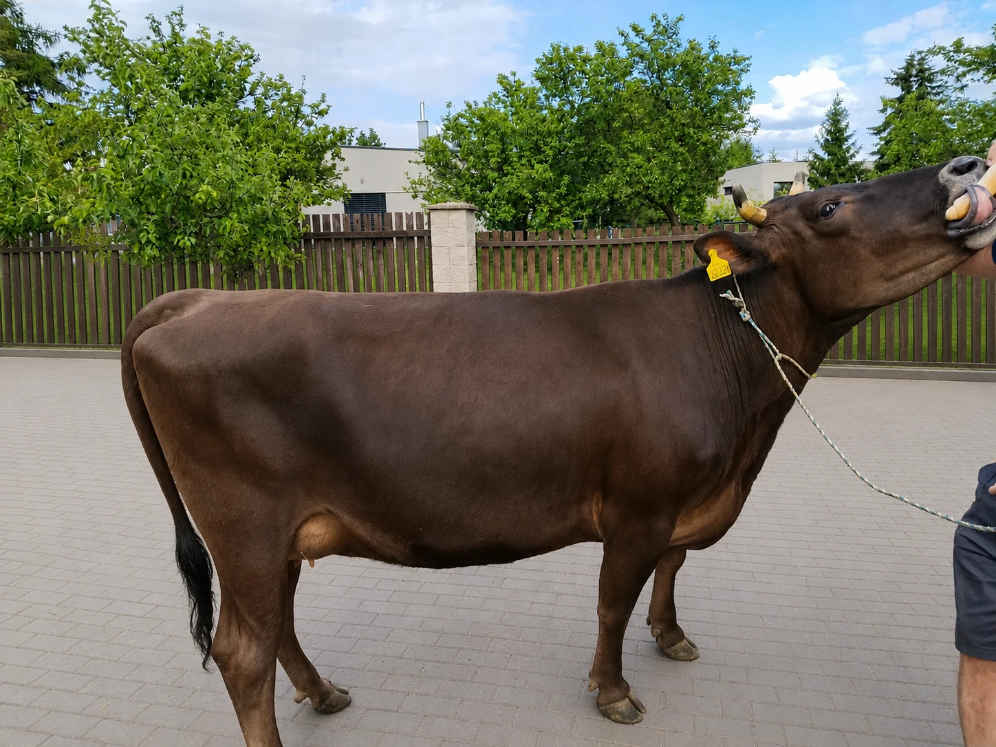 Kráva Wagyu x Jersey 3,5 roku