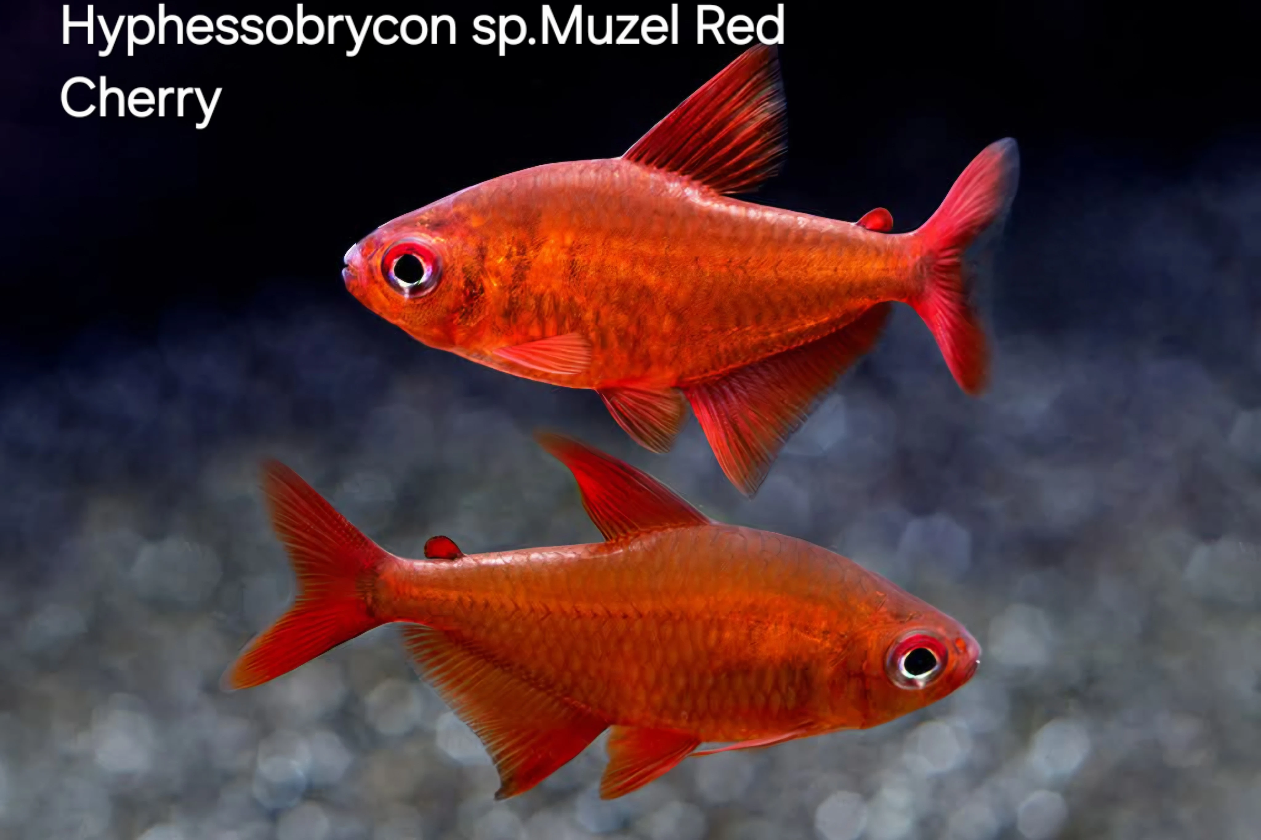 Novinky zo sveta Characidae- tetry