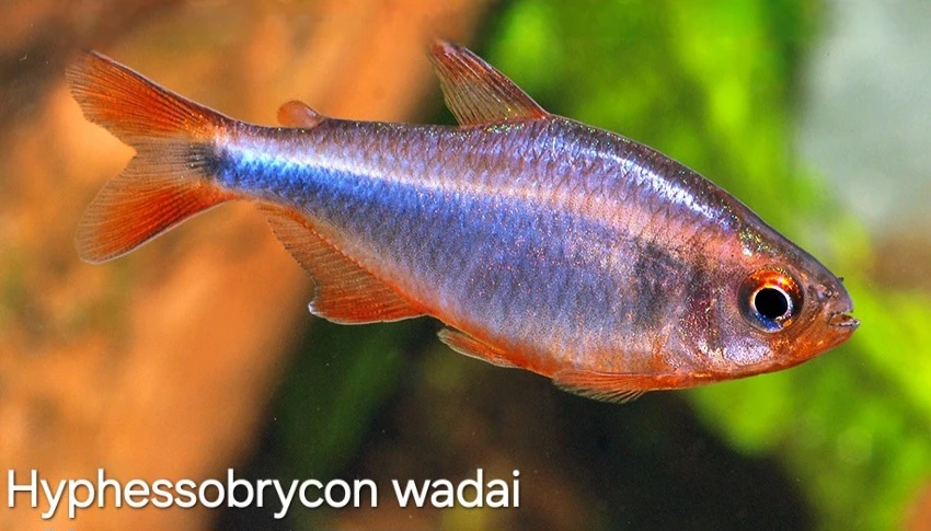 Novinky zo sveta Characidae- tetry