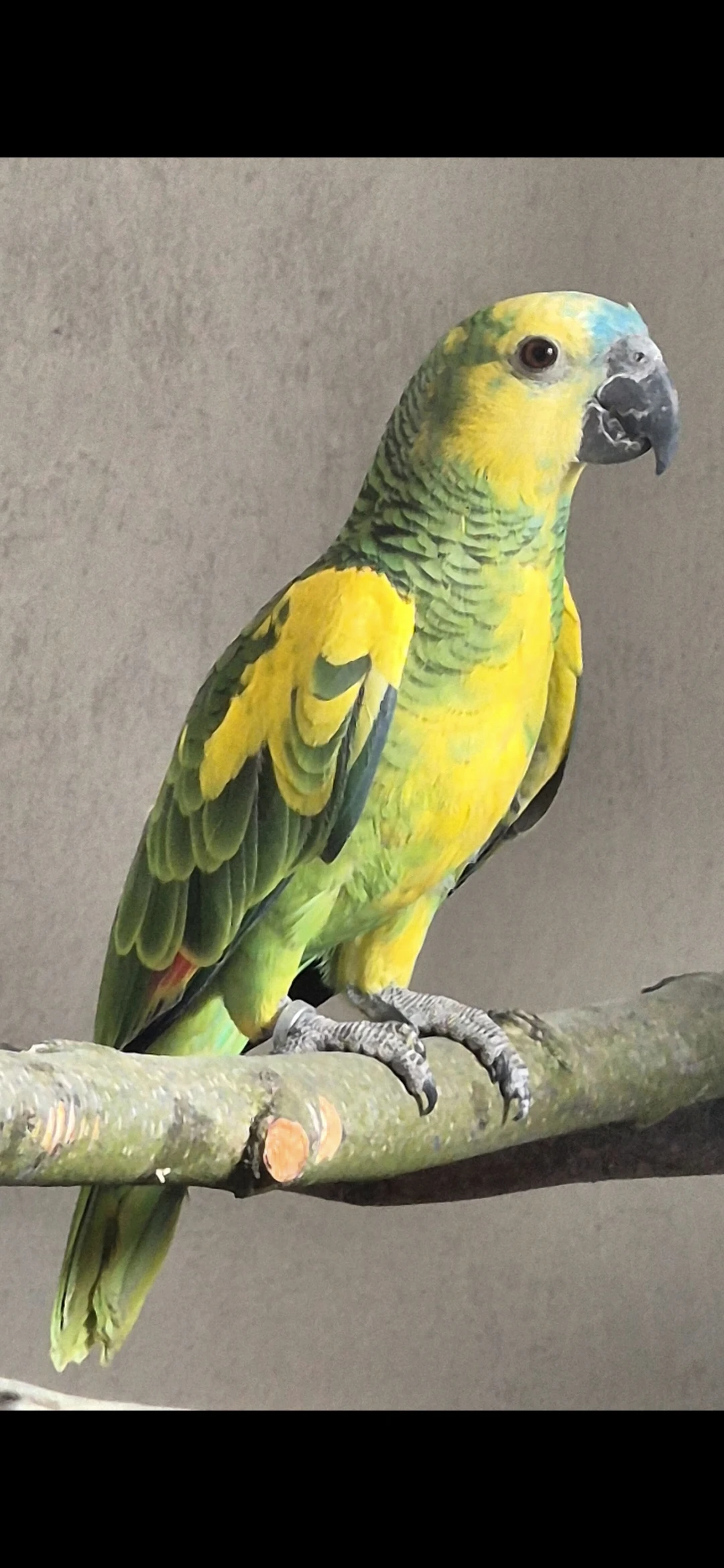 Amazona aestiva xanthopteryx