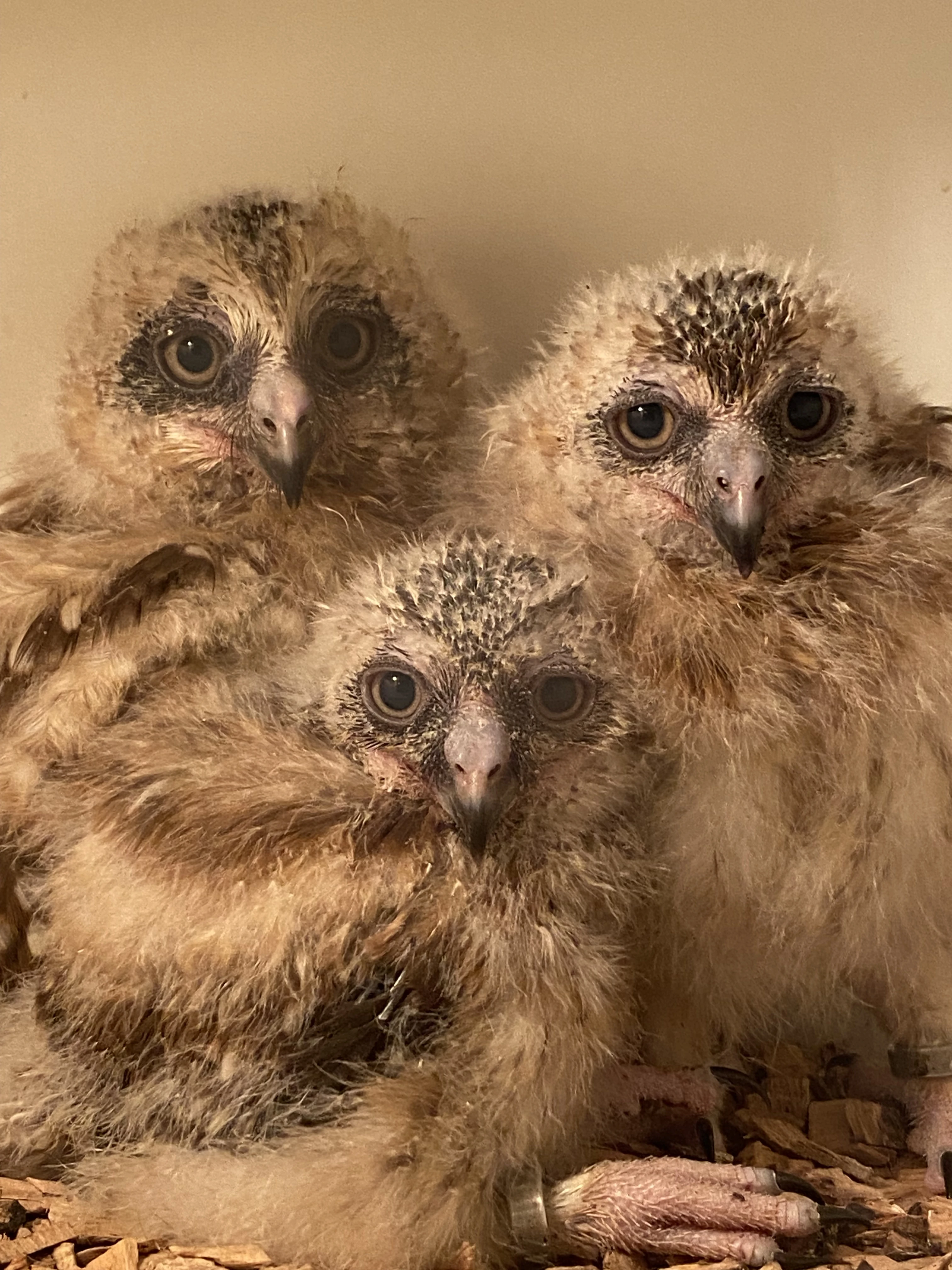 Sovka ostrovní ( Ninox novaeseelandiae)