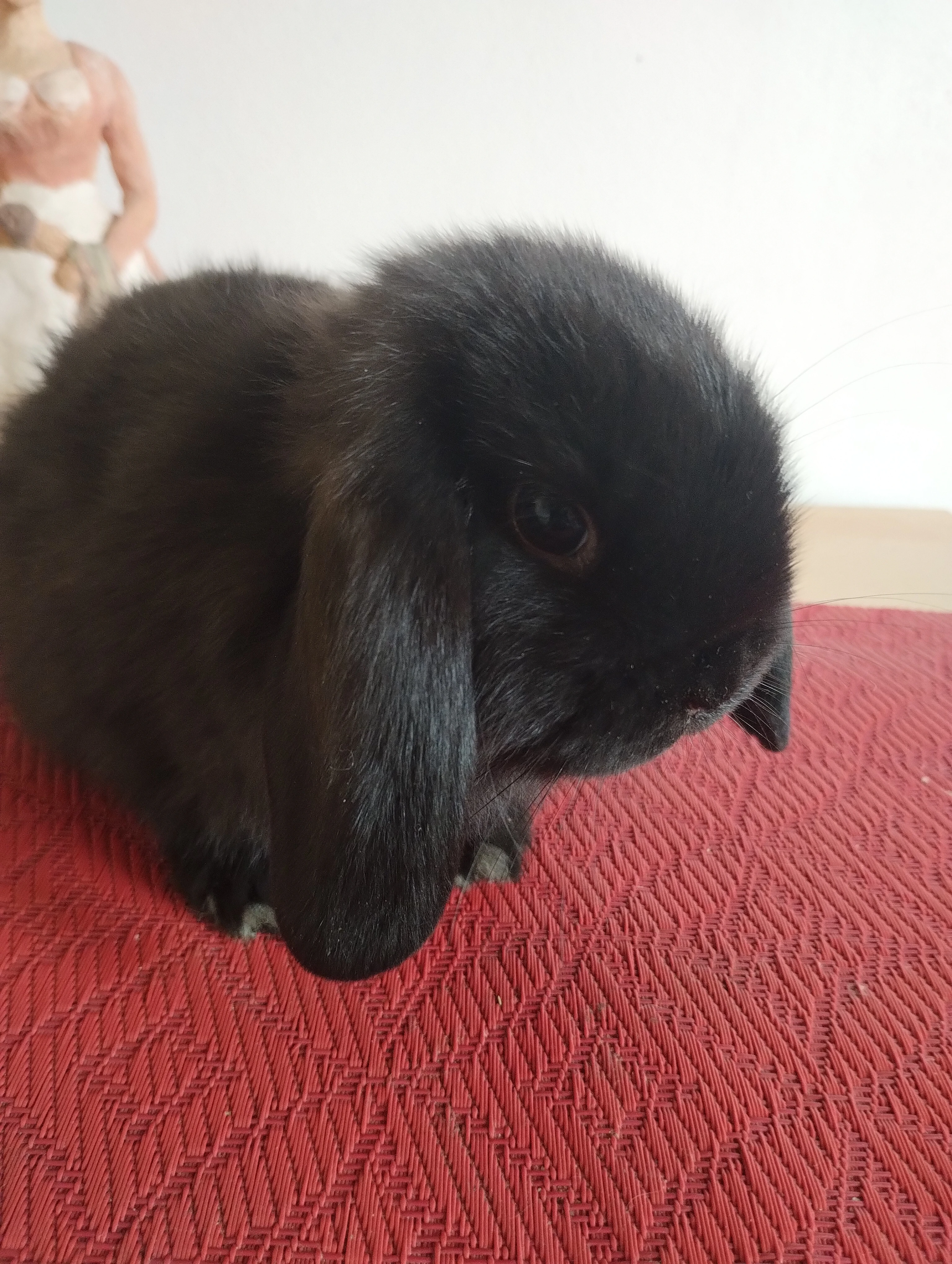 Prodám mládě minilopa