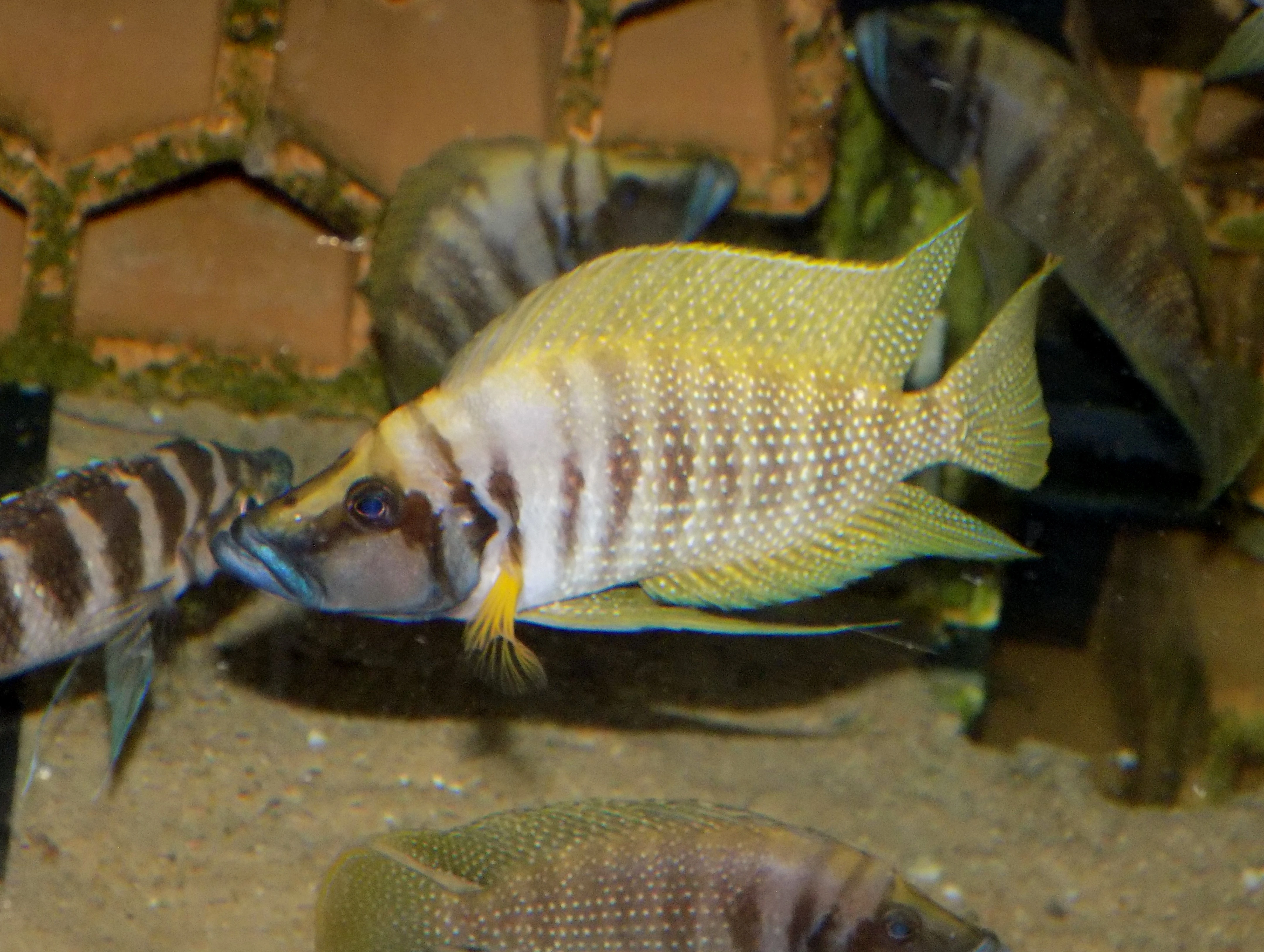Tanganika
