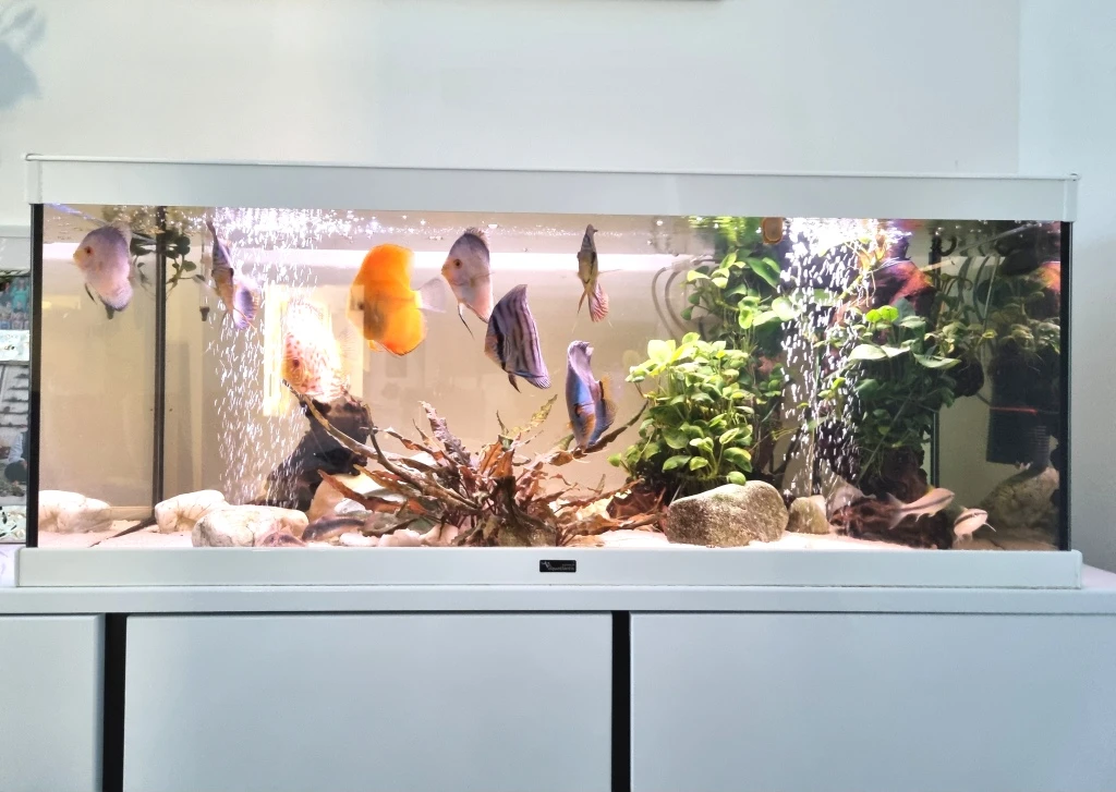 Akvárium Aquatlantis Style 160 l LED 100 (x), Varianta: bílá