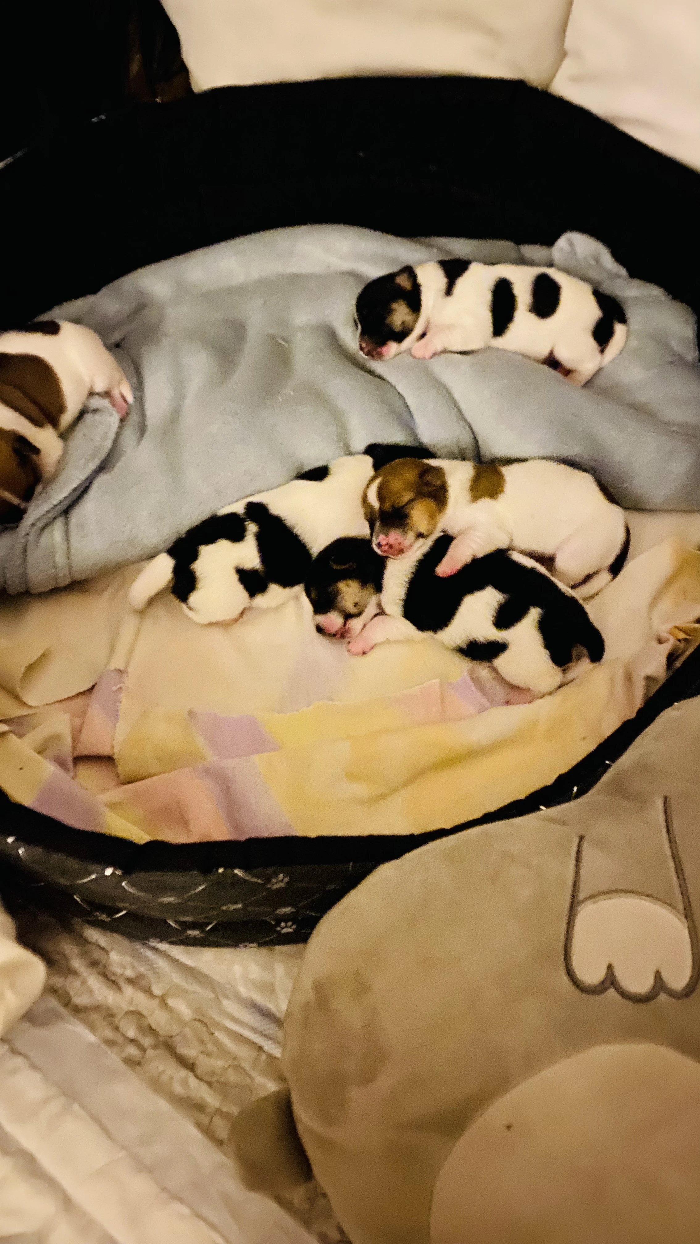 Jack russel teriér