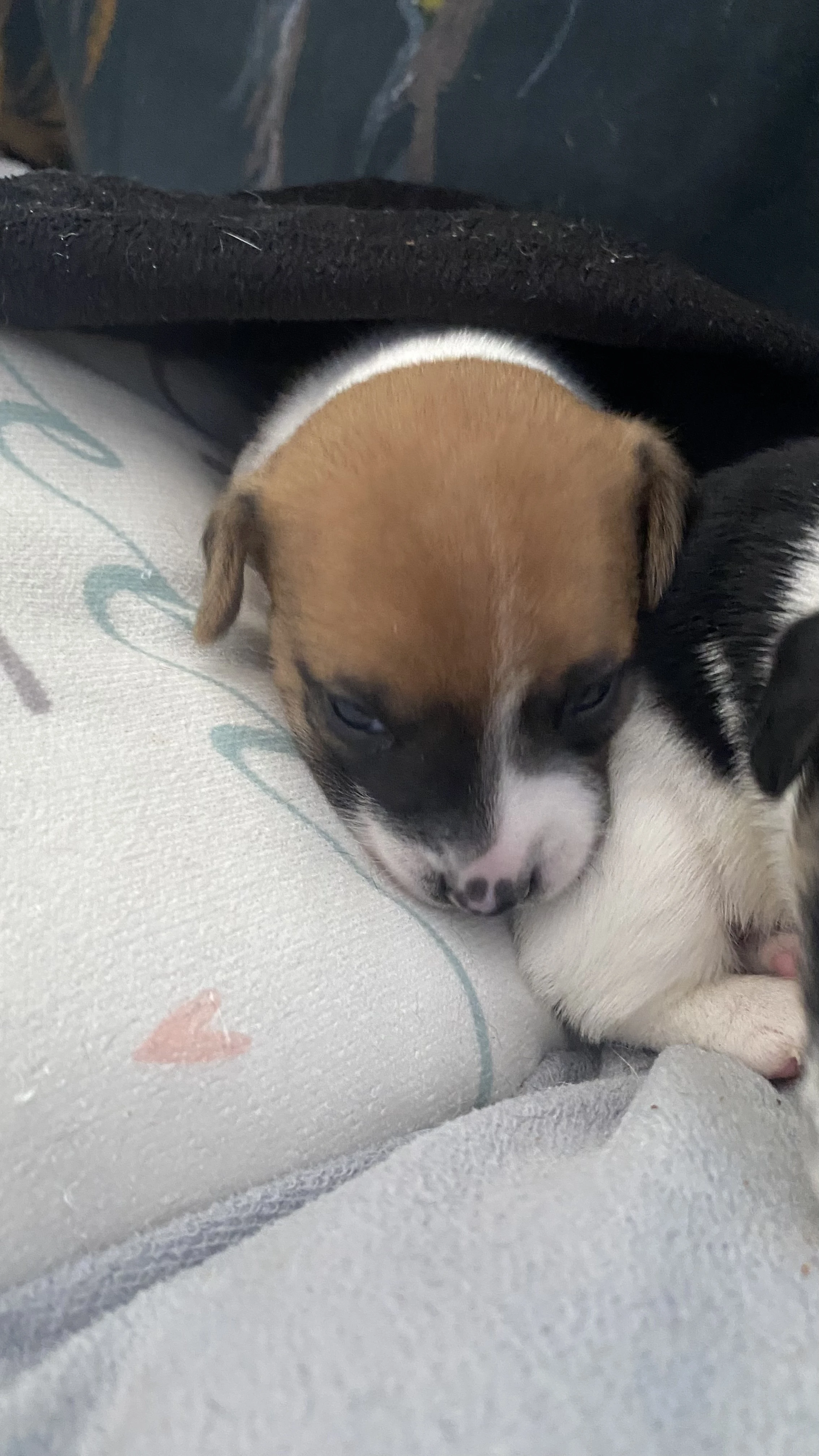 Štěňátka v typu Jack russel teriéra
