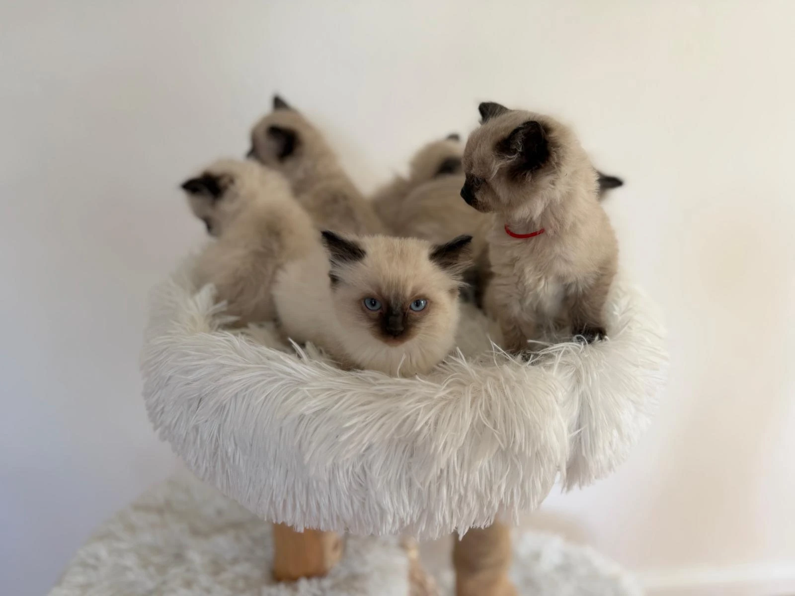 Koťátka, typ Ragdoll