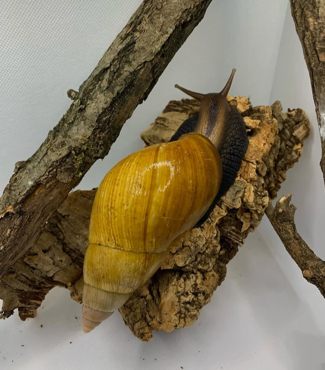Africký šneci Lissachatina fulica hamillei rodatzi dark