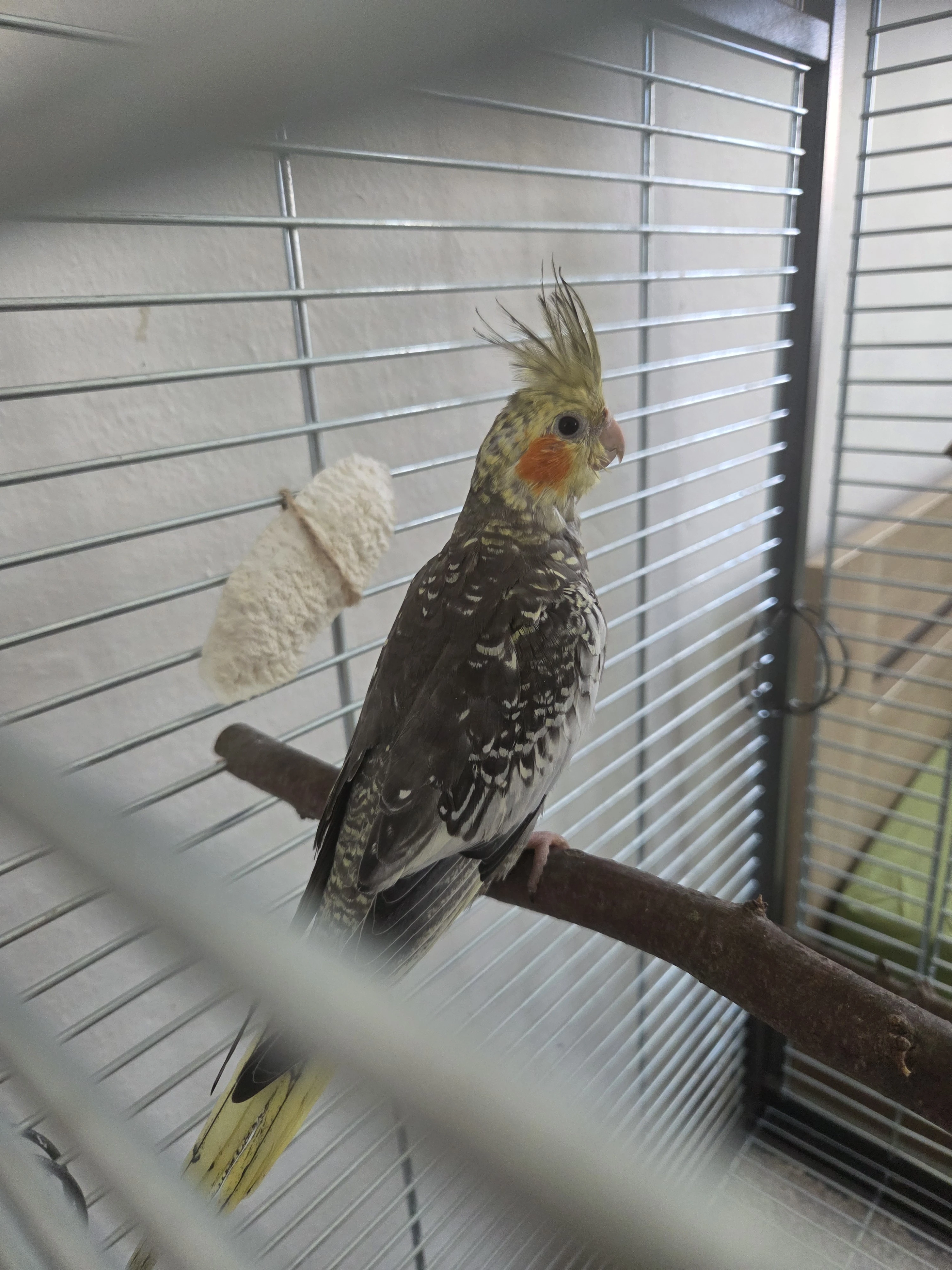 Ručně dokrmená korela