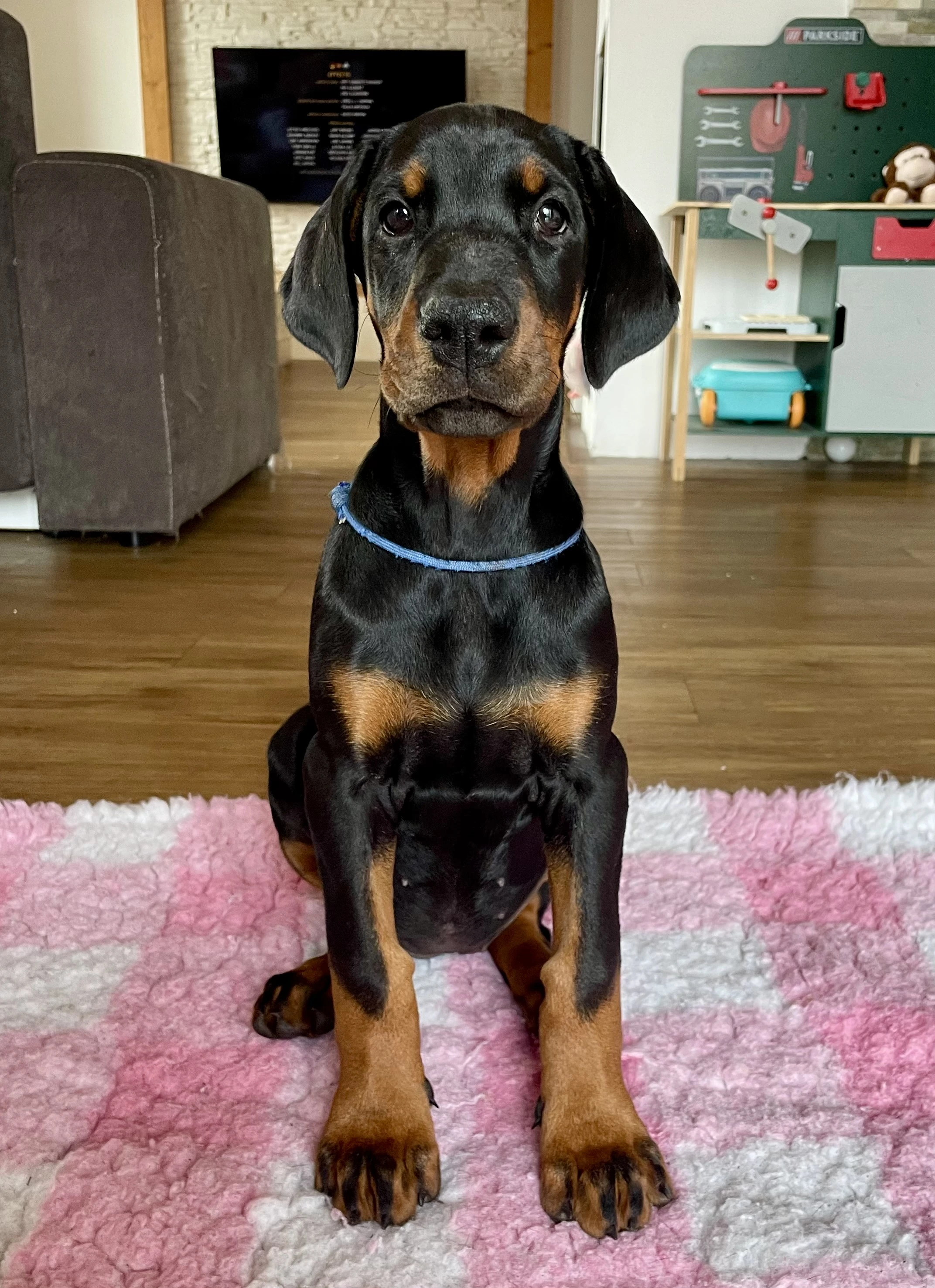 Štěňátka dobermana s průkazem původu FCI ihned k obděru