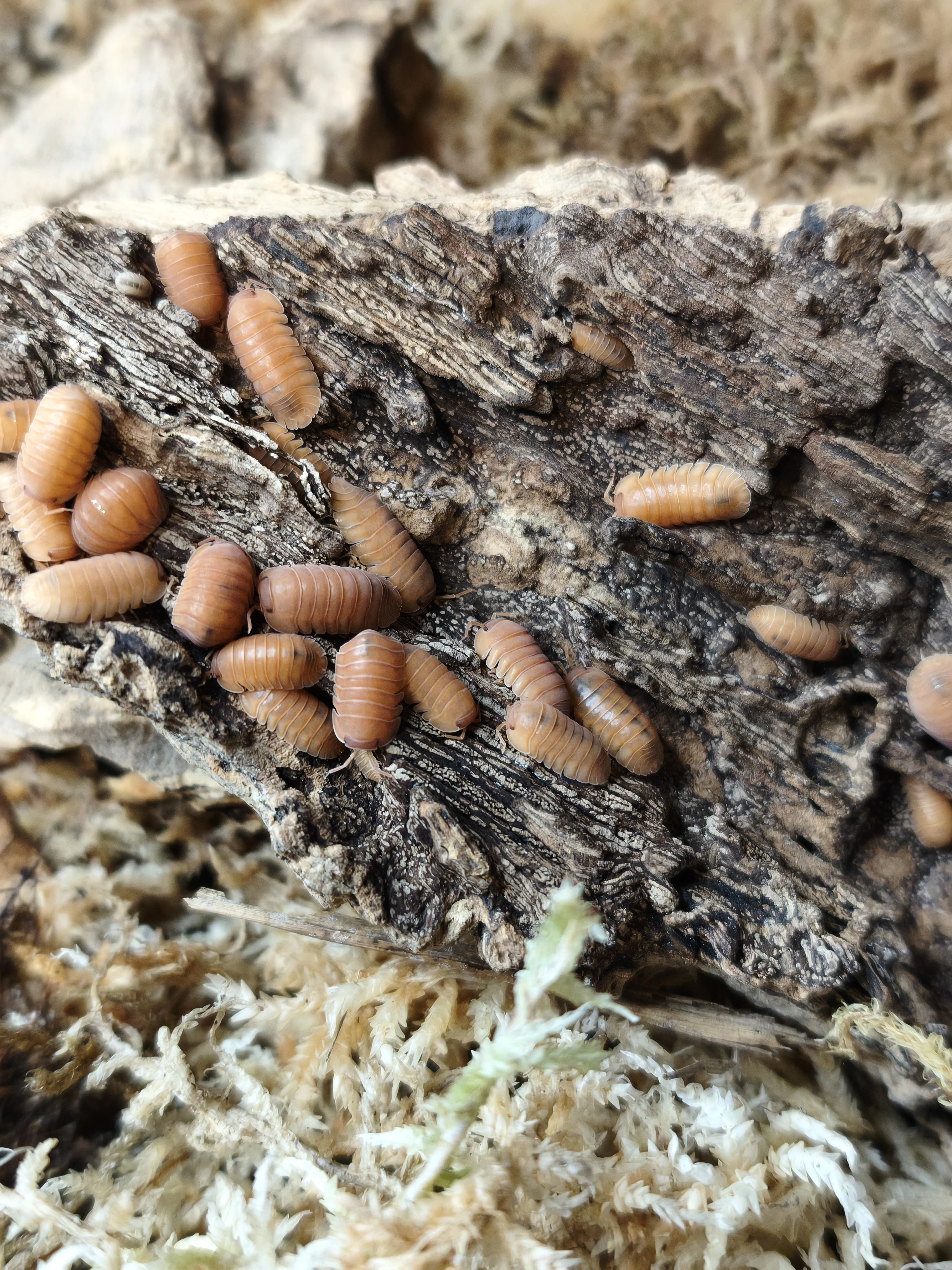 Isopody·stínky - Bulk - posílám / Fauna trhy Ostrava 21.6.