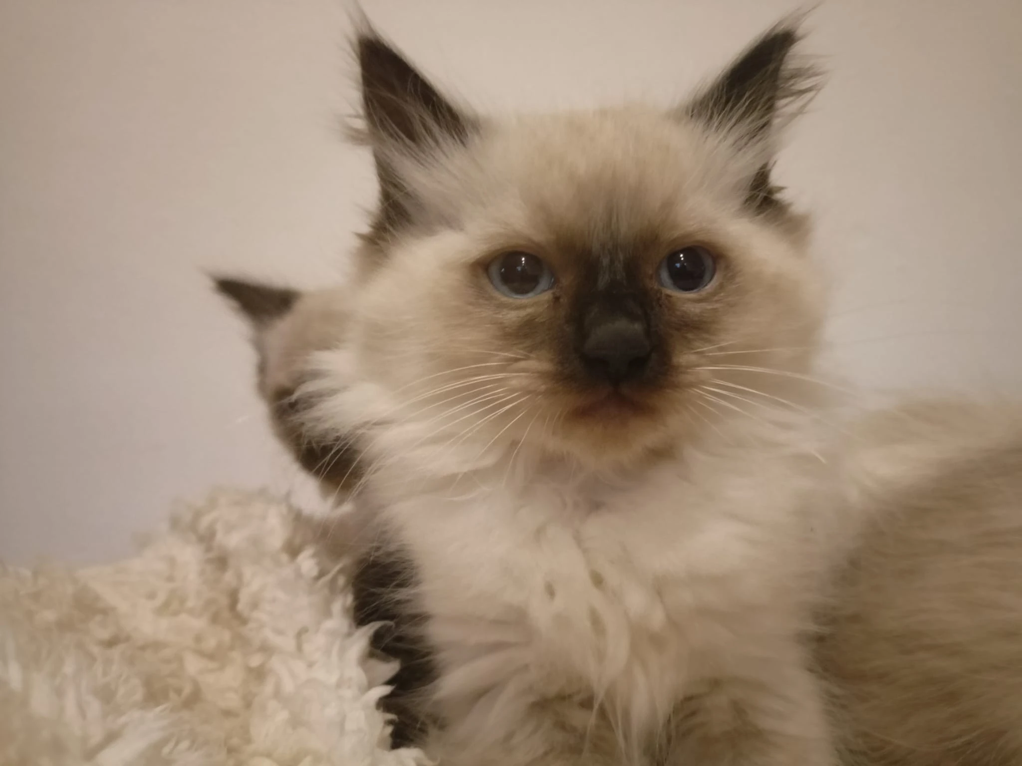 Ragdoll kotatka