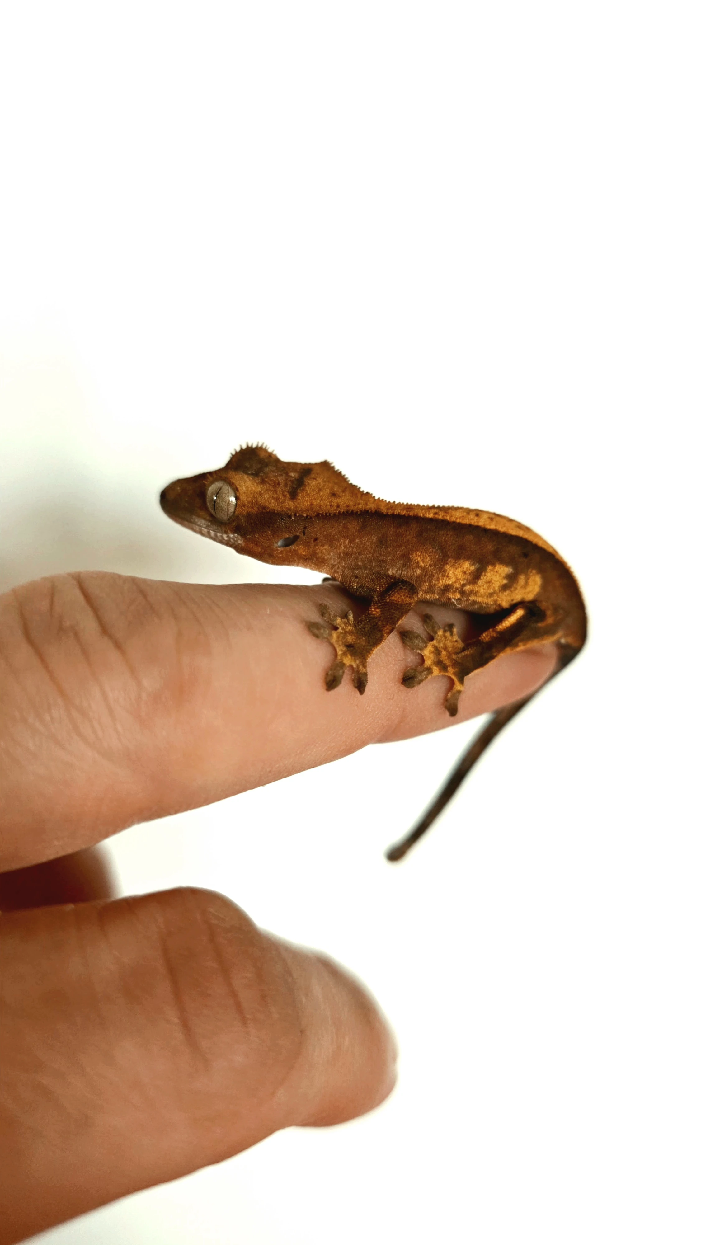Pagekon řasnatý (Correlophus ciliatus) – Red Flame Partial Pinstripe mládě